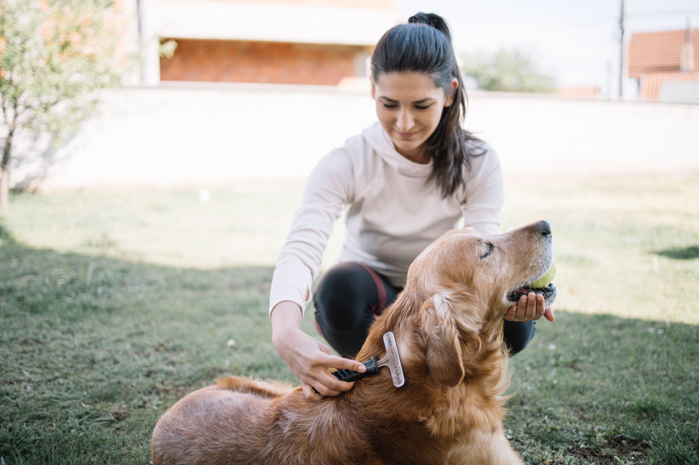 Flea-dom Fighters: Choosing Safe Ingredients for Pet Flea Control