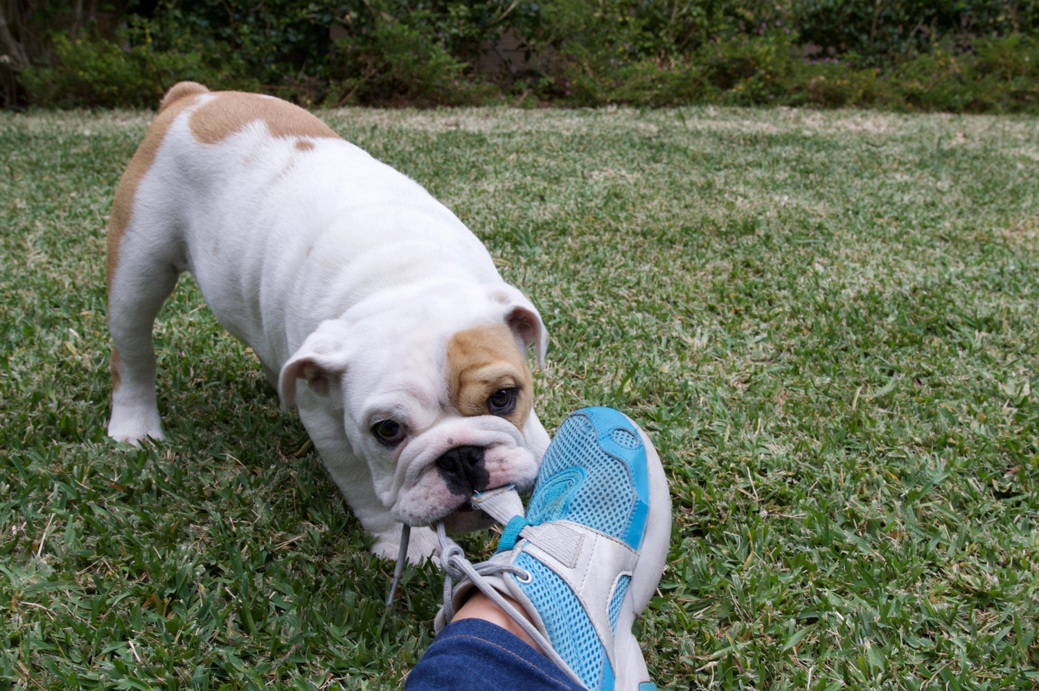 Understanding Why Dogs Eat Non-Food Items: Insights into Pica in Canines