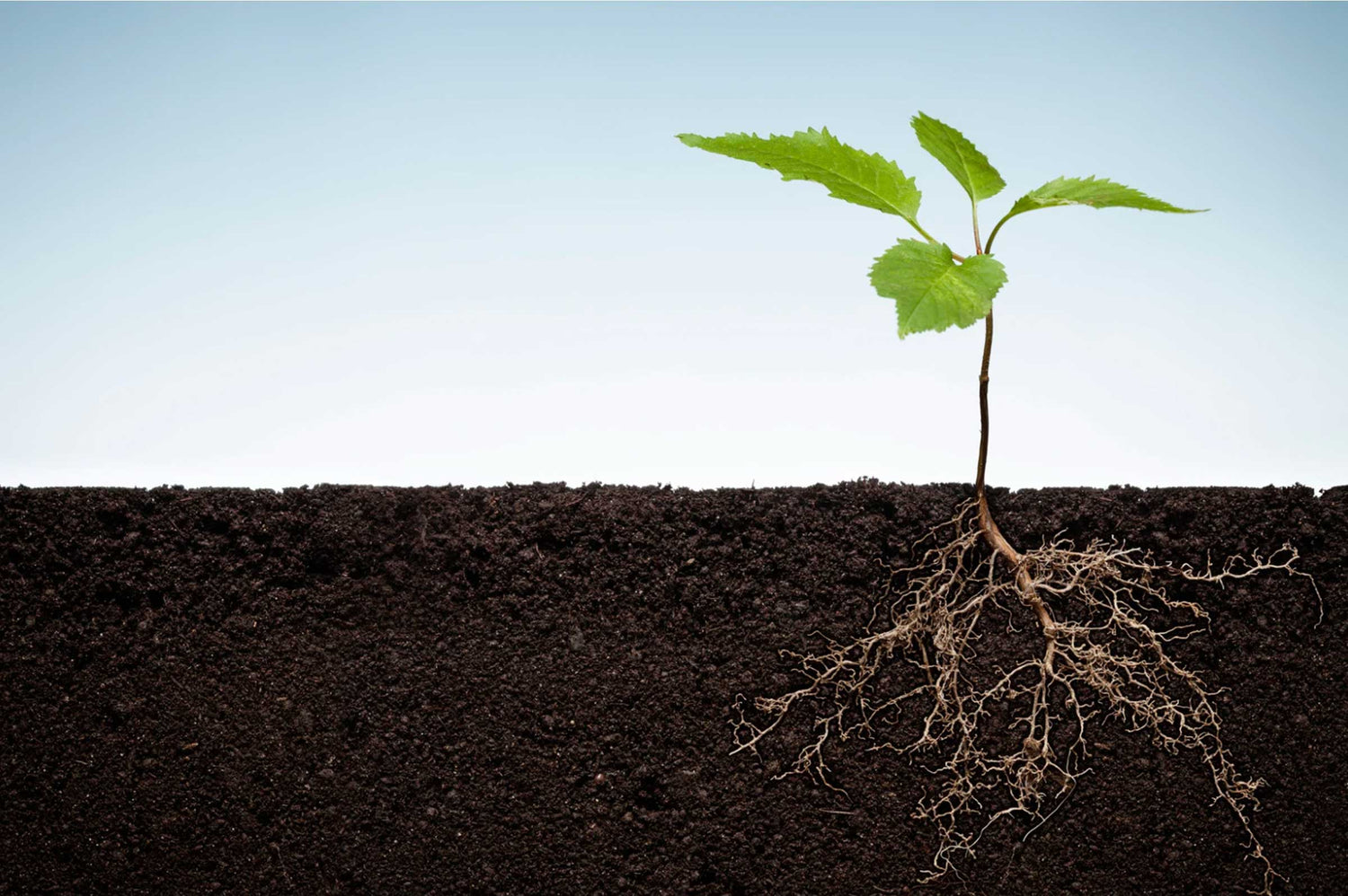 Chicory Root for Dogs: Natural Gut Health Support