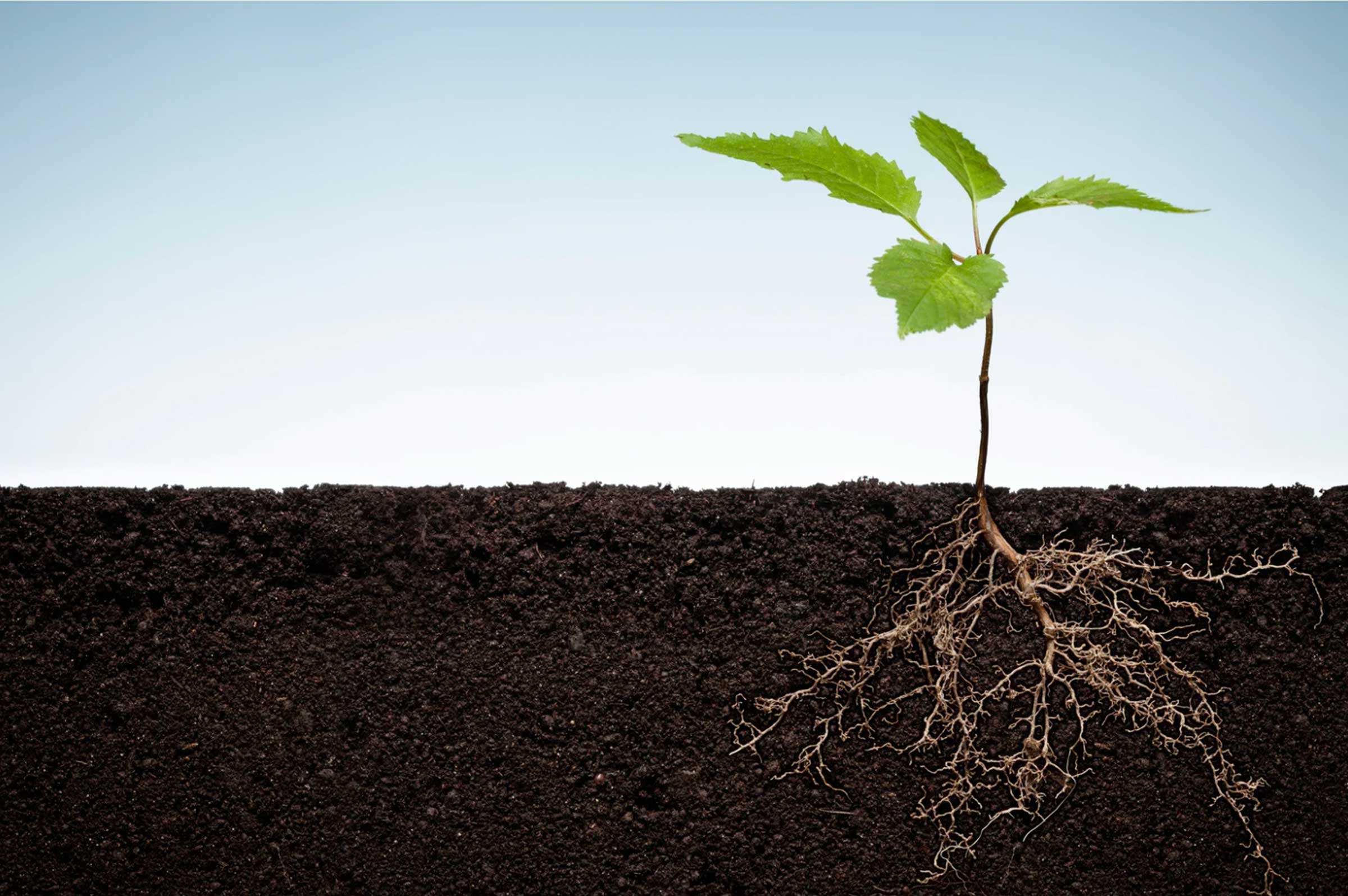 Chicory Root for Dogs: Natural Gut Health Support