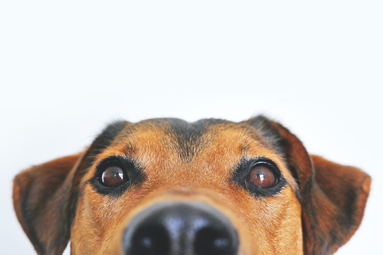 Close up of a dog showing he has a healthy skin and coat from polygonum