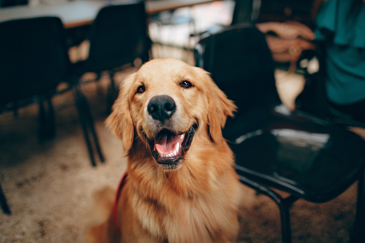A golden retriever standing up with healthy joints from chondroitin