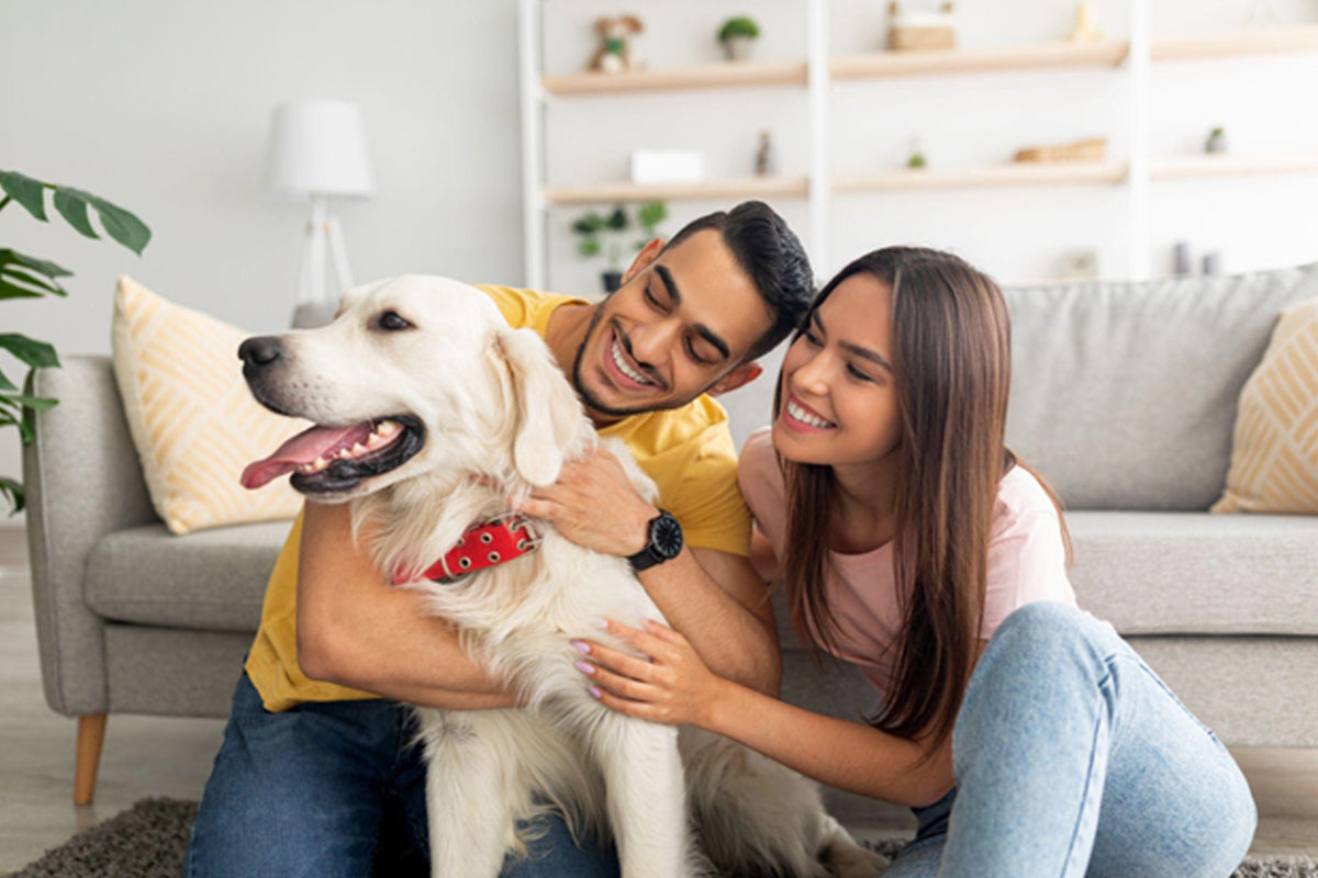 what is msm for dogs including its benefits and dosage