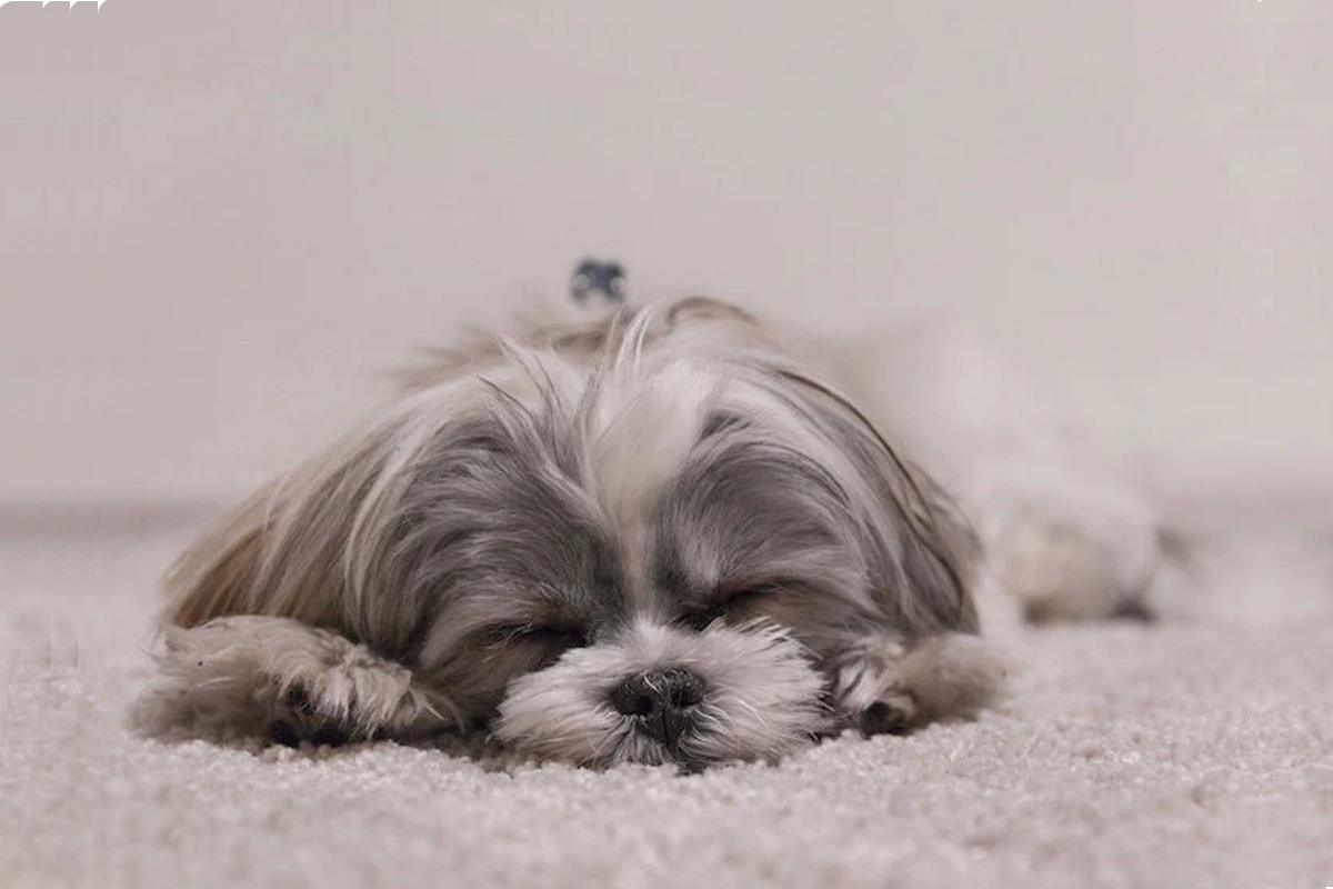 Top 5 Hypoallergenic Dogs