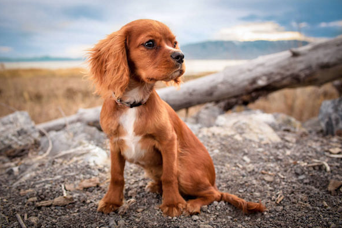 What Are the Common Causes of Dog Joint Pain?