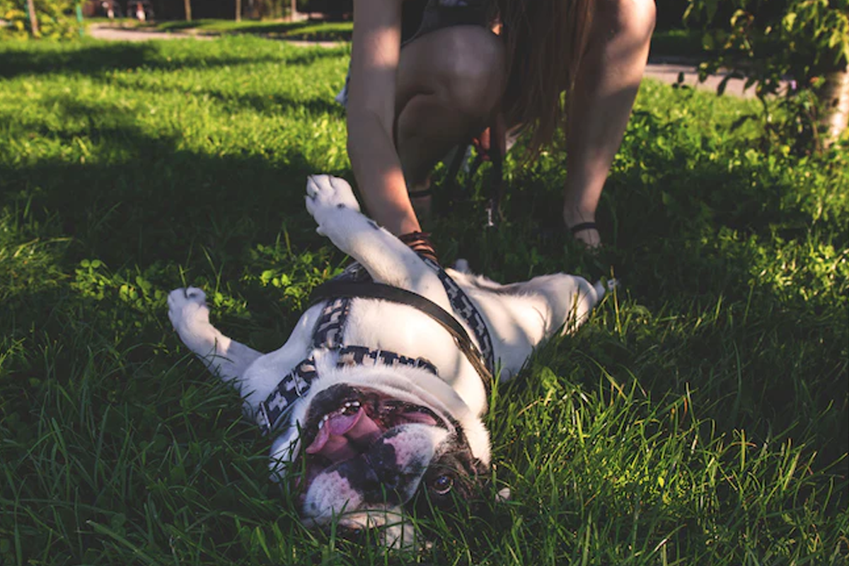 The Role of Diet and Exercise in Preventing Arthritis in Pets