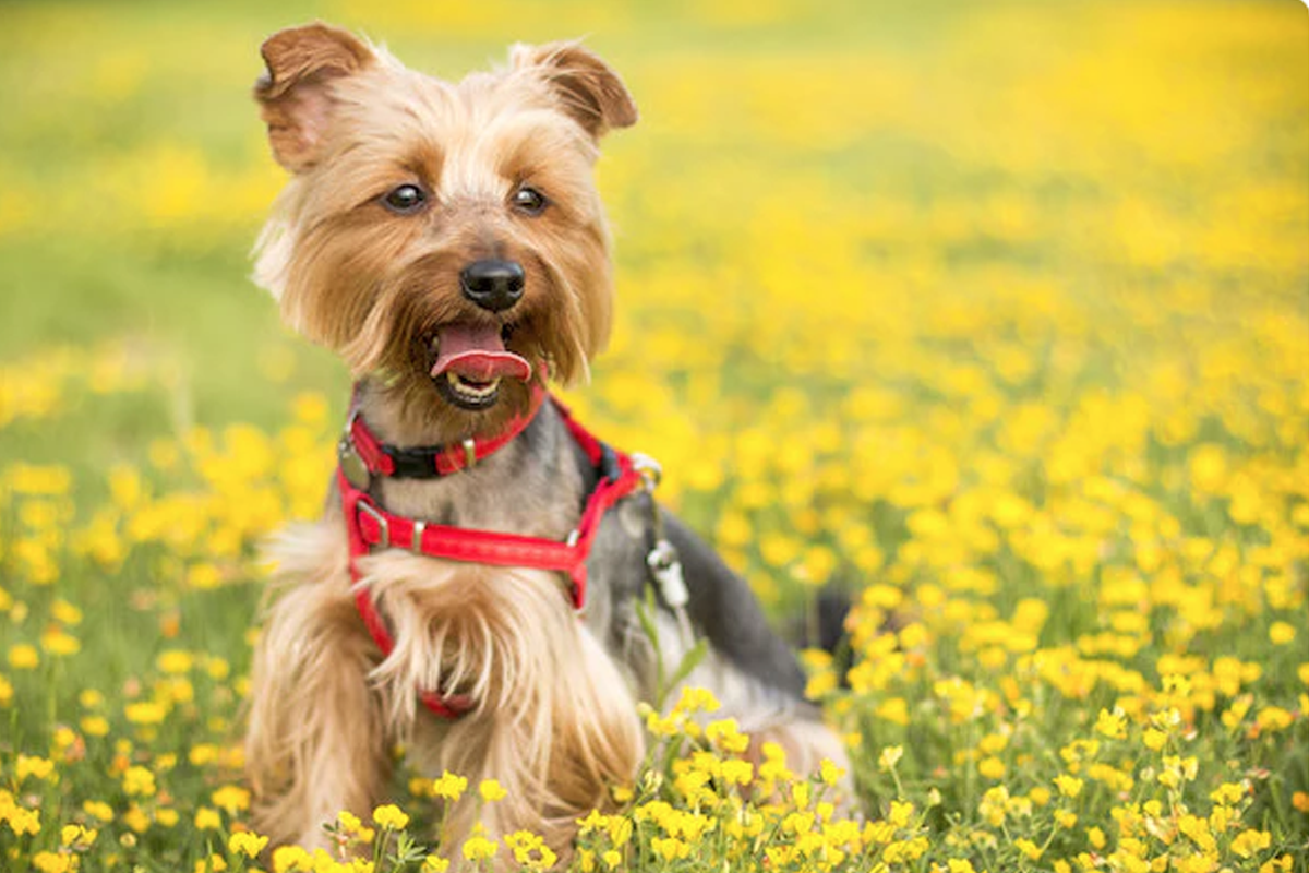 Why Your Dog Needs Probiotics