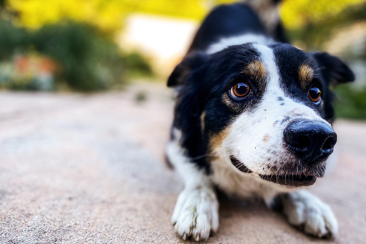 What Your Dog’s Body Language Means
