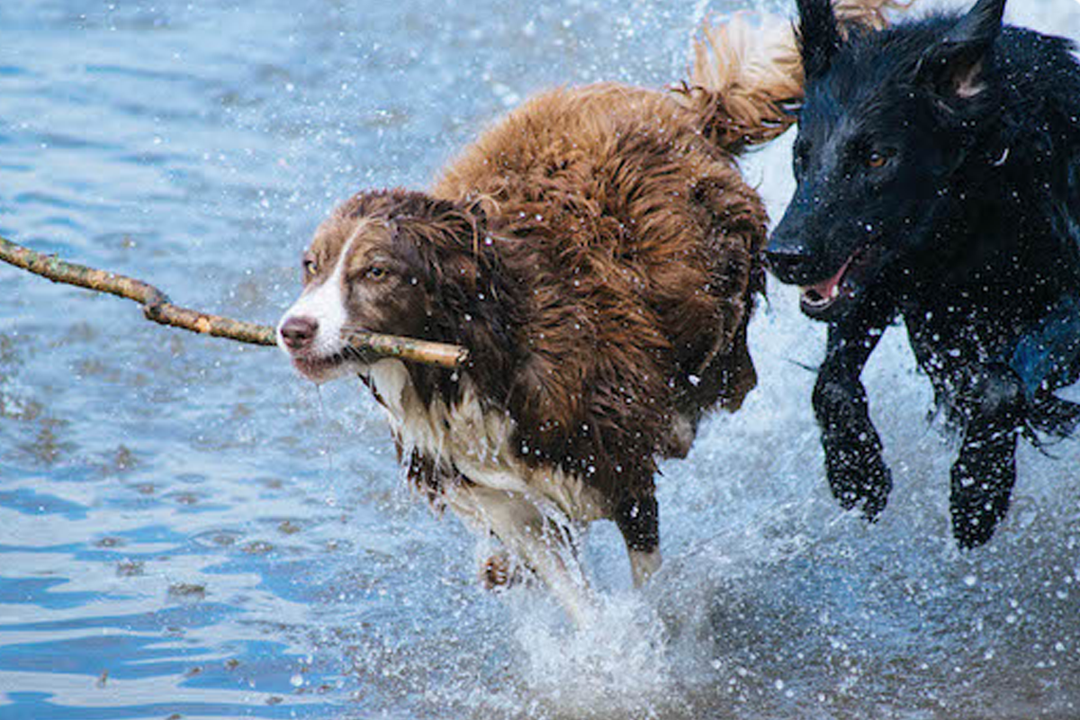 What You Need To Know About Arthritis In Dogs