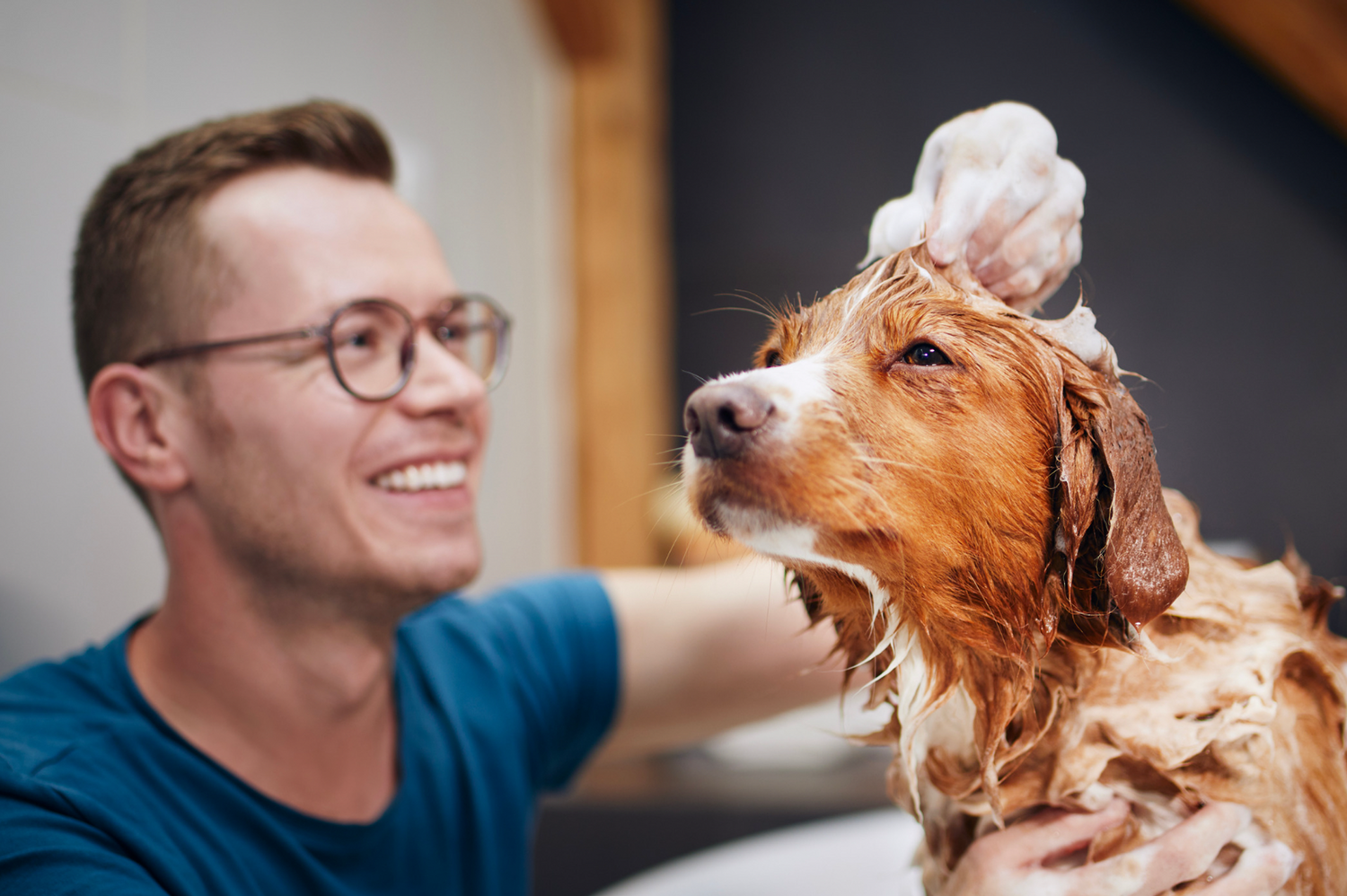 Beautiful Australian Shepherd with a shiny coat thanks to rosemary oil