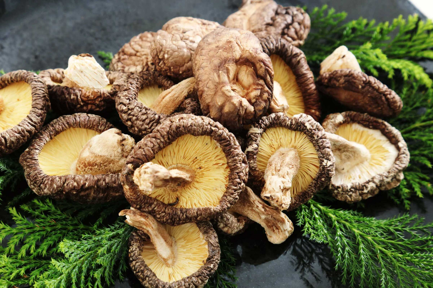 Shiitake Mushrooms for Pet Immune Support