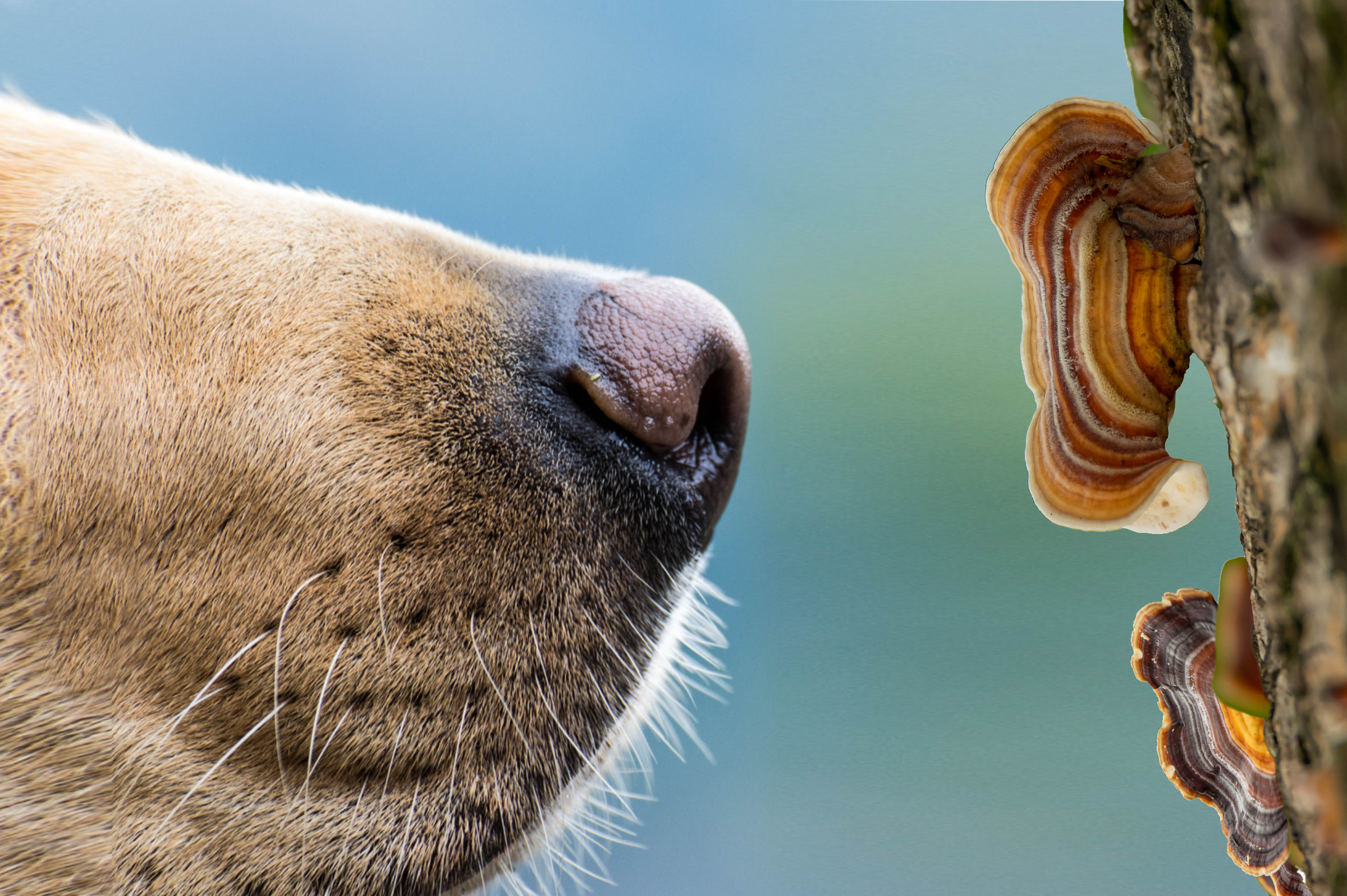 A healthy dog in nature, enjoying mushrooms and flowers