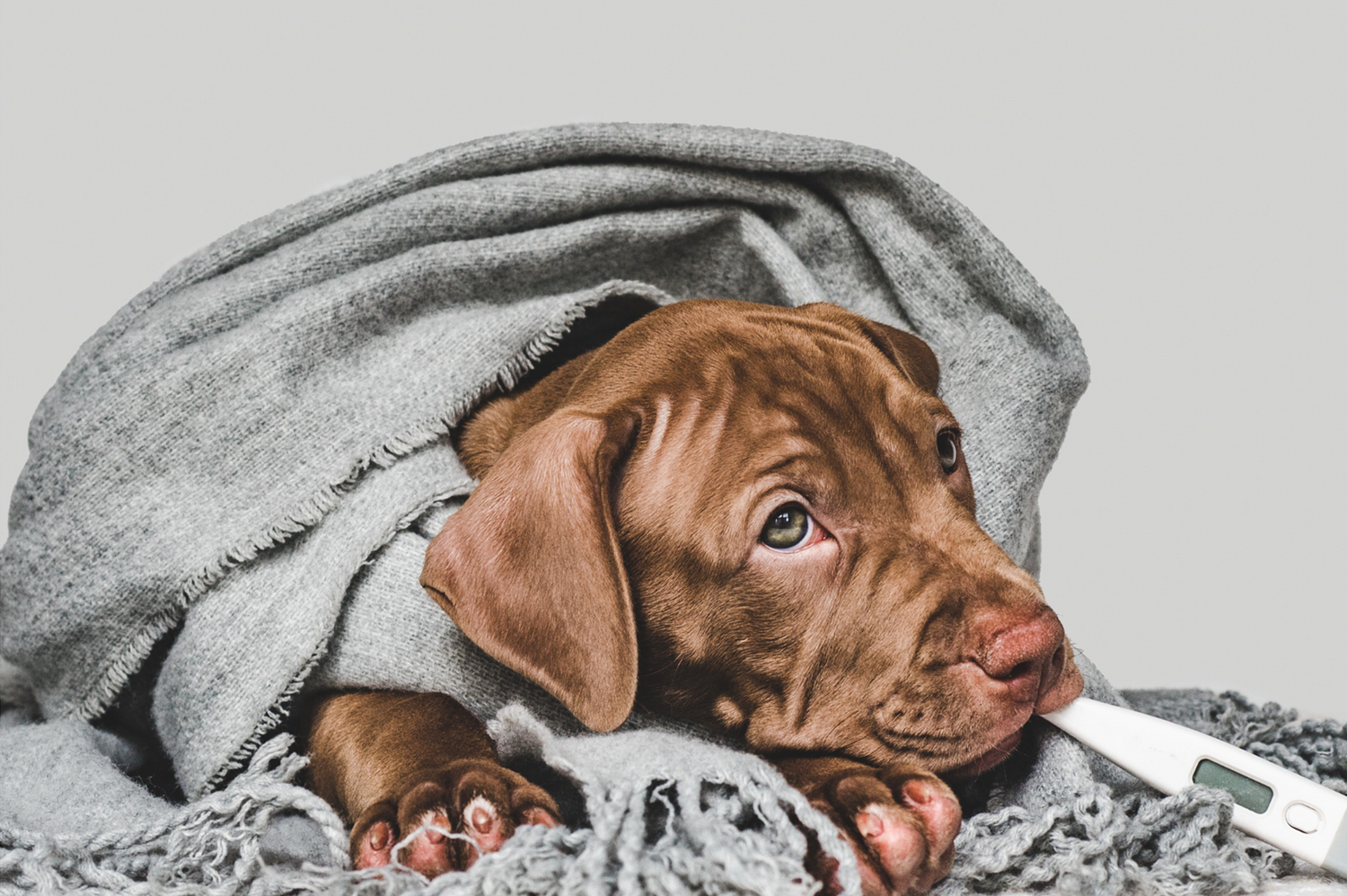 Turkey Tail: The Secret Immune Booster that Will Shield Your Pet from Disease