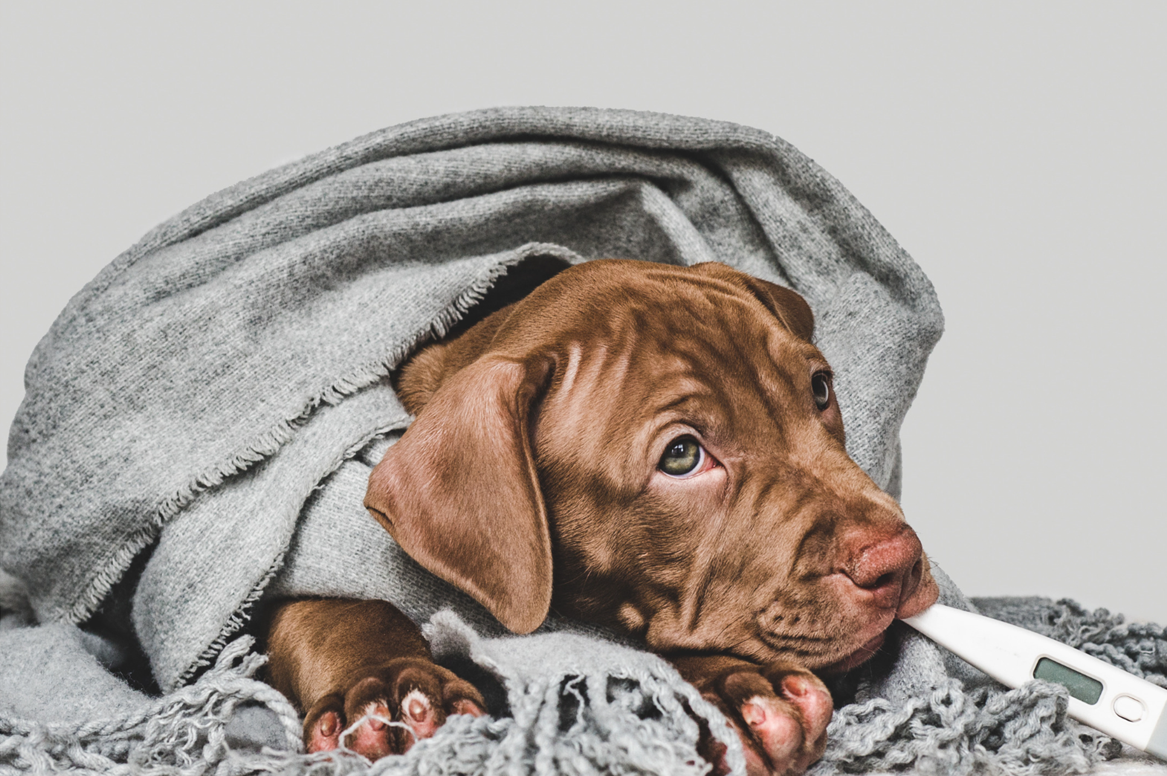 Turkey Tail: The Secret Immune Booster that Will Shield Your Pet from Disease