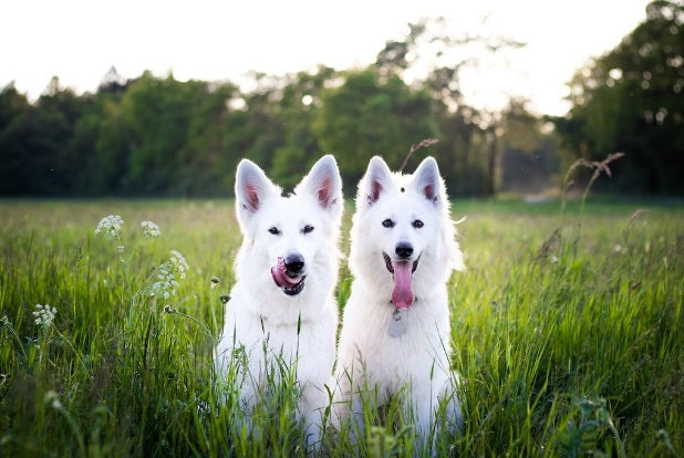 Two happy dogs in nature who enjoy shiitake mushrooms