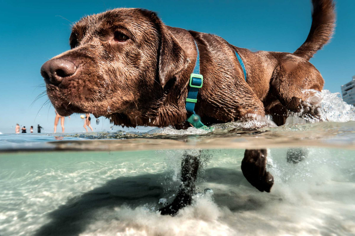 Omega-3s from the Ocean: Could These Superfoods Be the Secret to Your Dog’s Healthy Skin and Coat?
