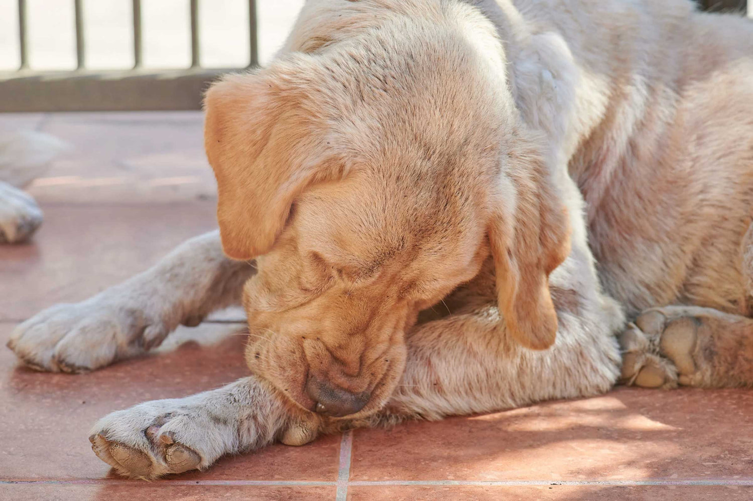 Why Is My Dog Biting? 4 Common Triggers & How to Respond