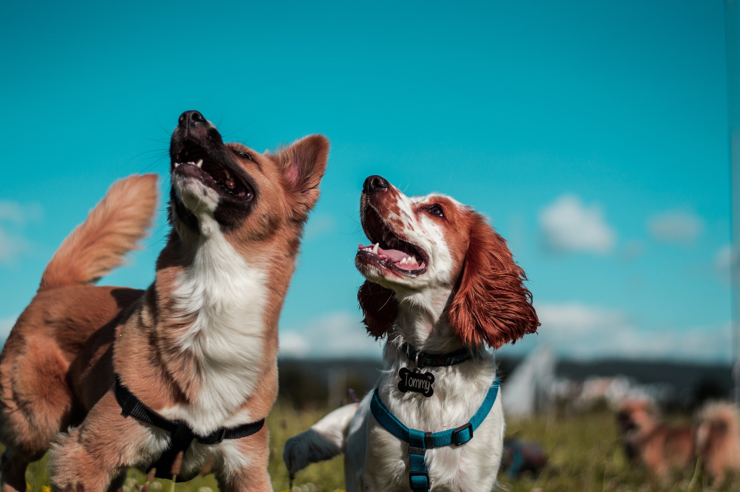 Two dogs with healthy skin and coats due to using coconut oil and coconut extracts