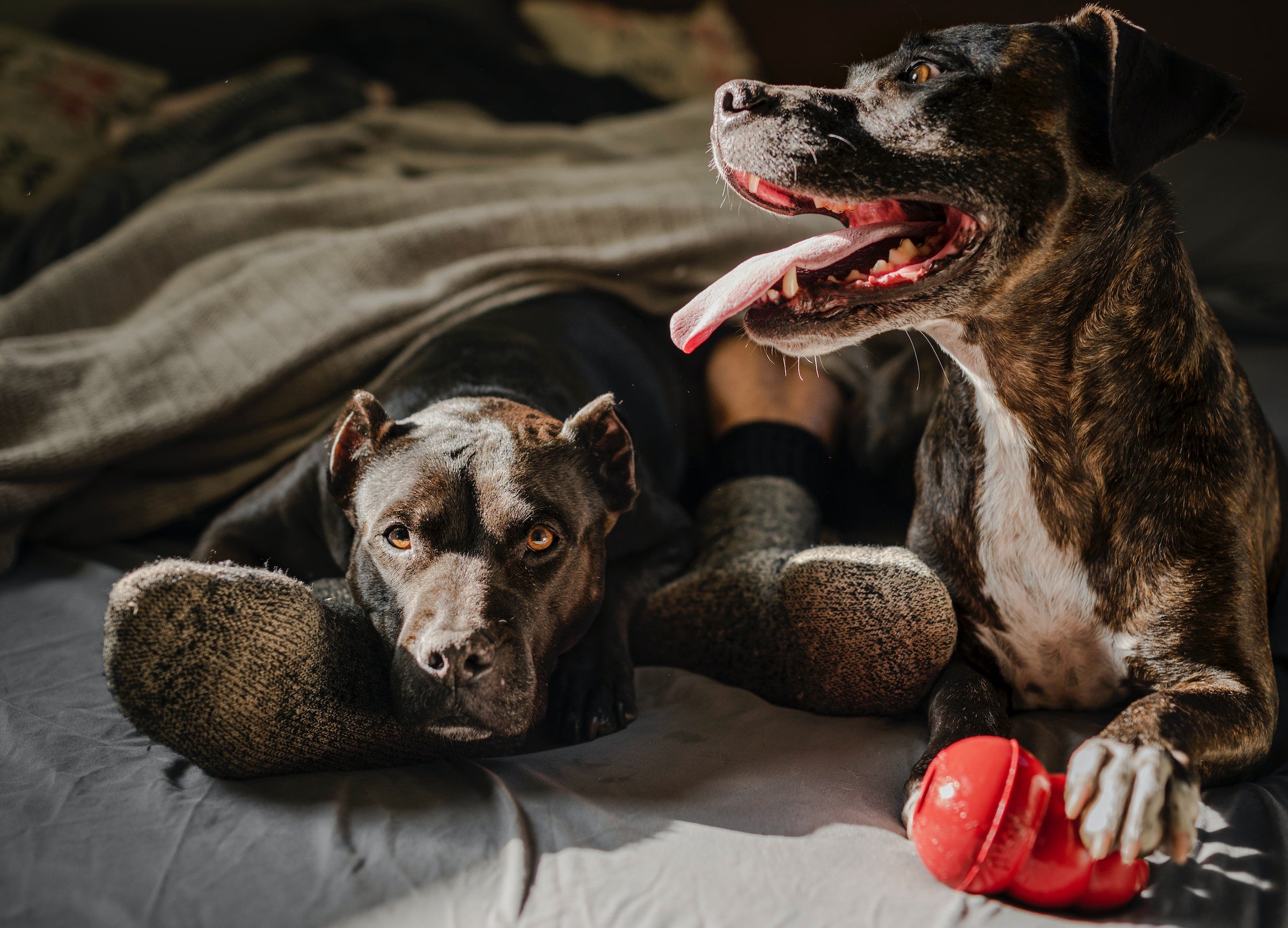 Two dogs relaxing in bed with toys because they have their allergies under control with VetSmart supplements