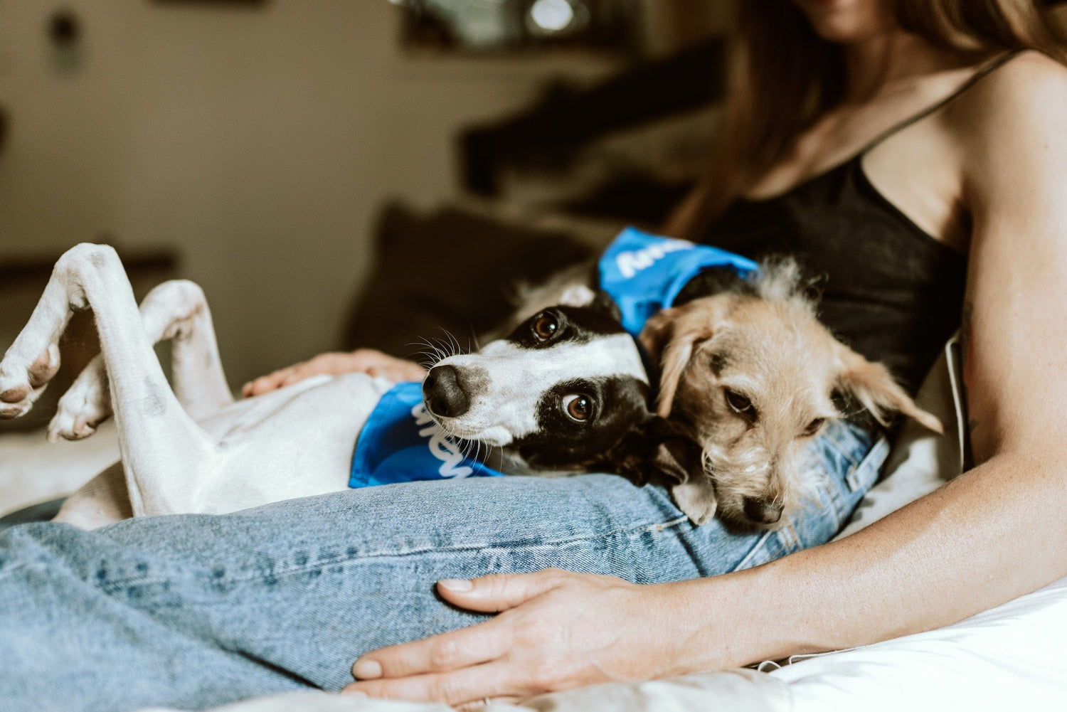Two happy dogs in their owner's lap after taking supplements with no problem