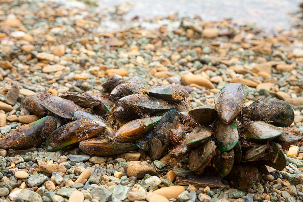 The Supplemental Solution to Help Save Your Dog’s Joint Health