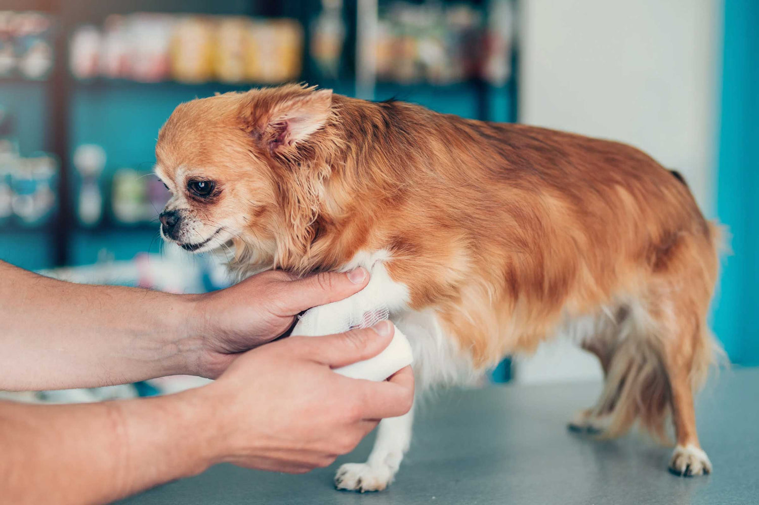Natural Anti-inflammatories for Pets That Actually Work