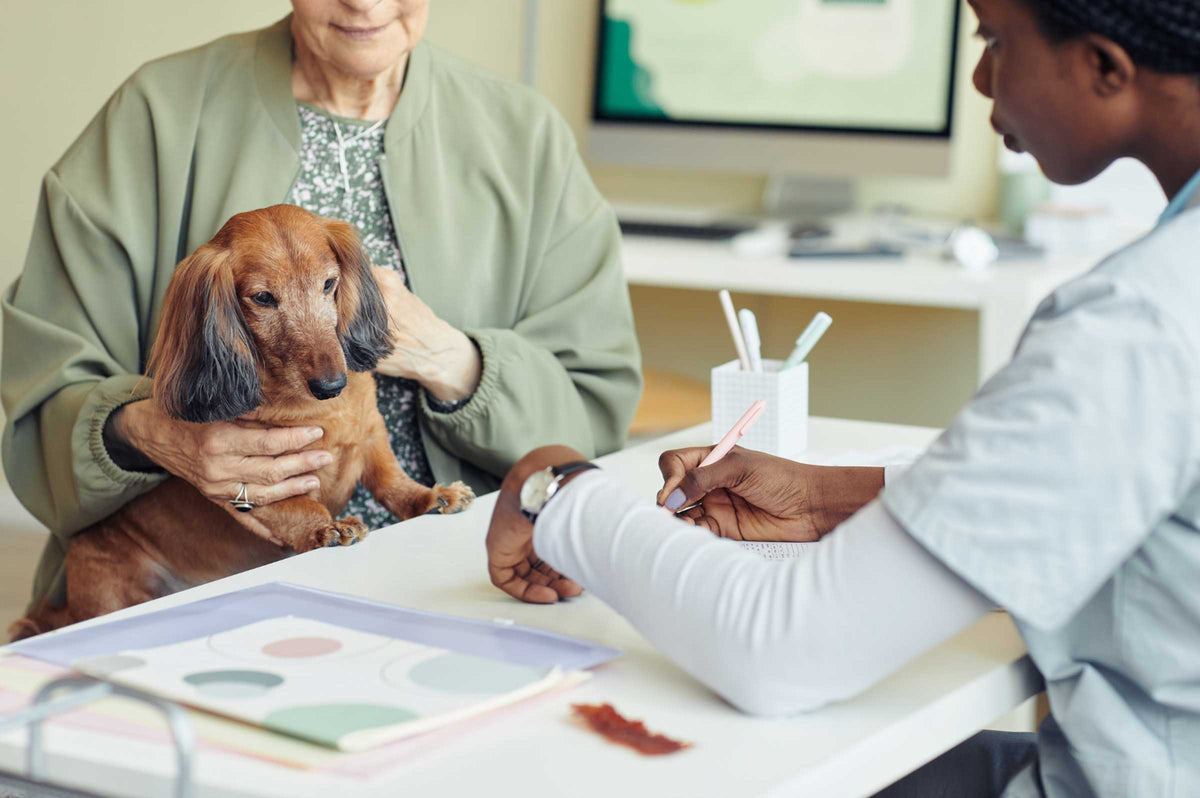 View of Joint Pain in Dogs? Discover Effective Pain Relief
