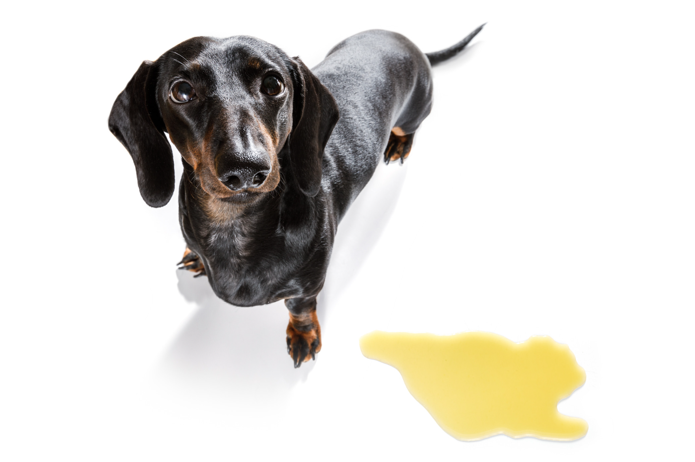 Does Your Dog Suffer From Anxiety? What Pet Owners Need To Know