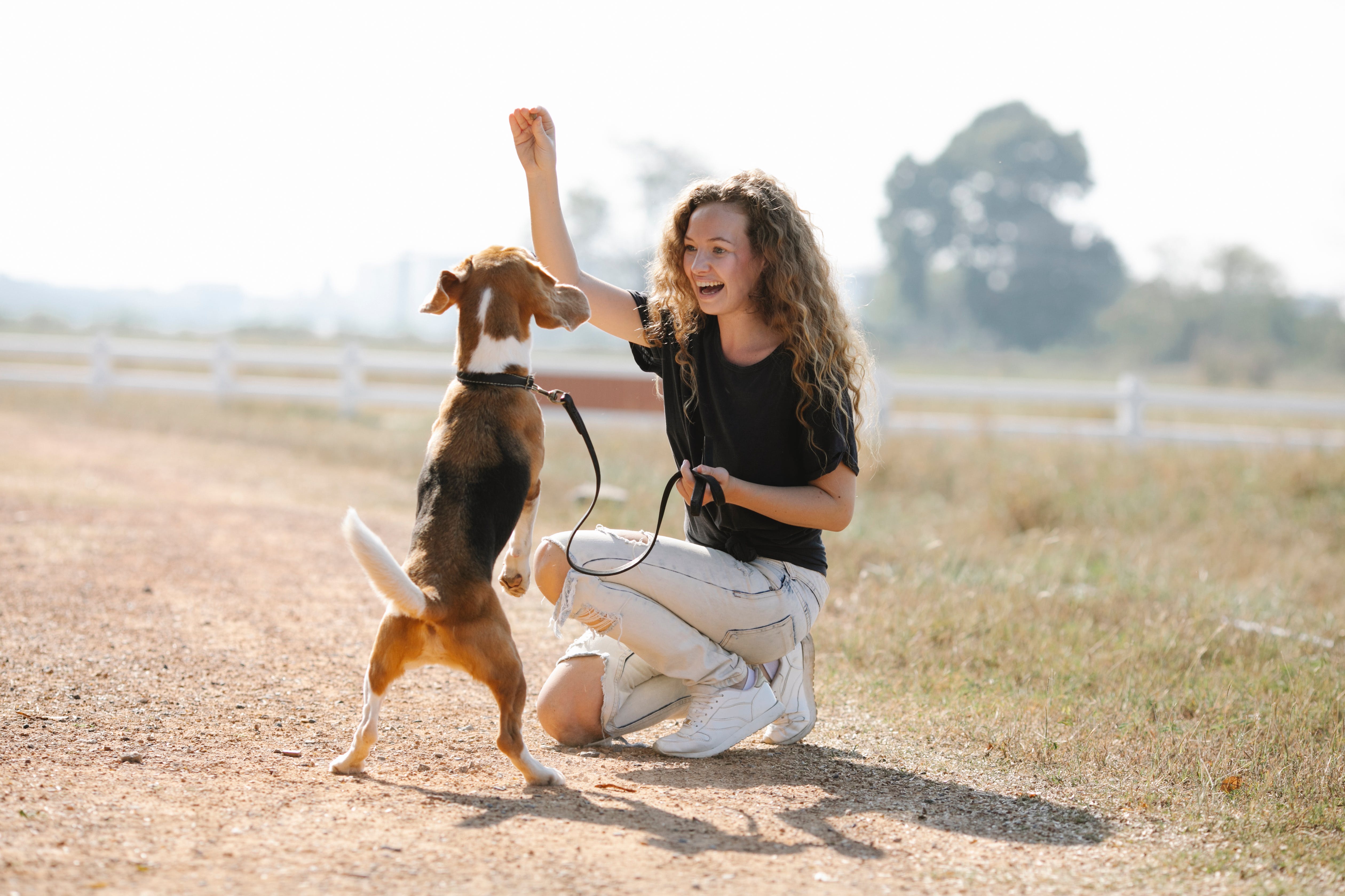 Dog receiving a chewable supplement as a treat to help his arthritis and keep him healthy and pain free