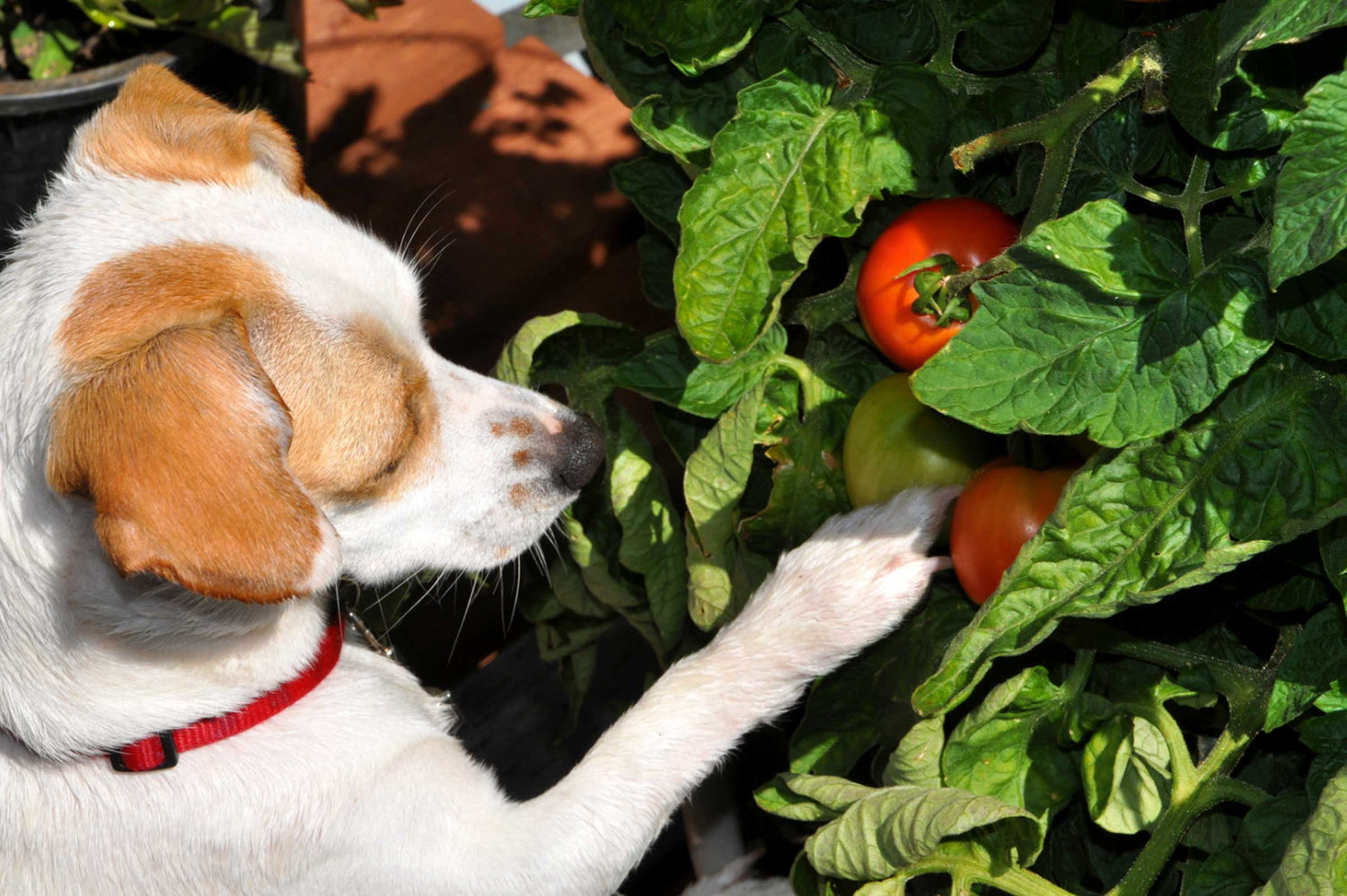 What Houseplants and Herbs Are Safe for Pets? A Fresh Guide for Dog-Loving Homes