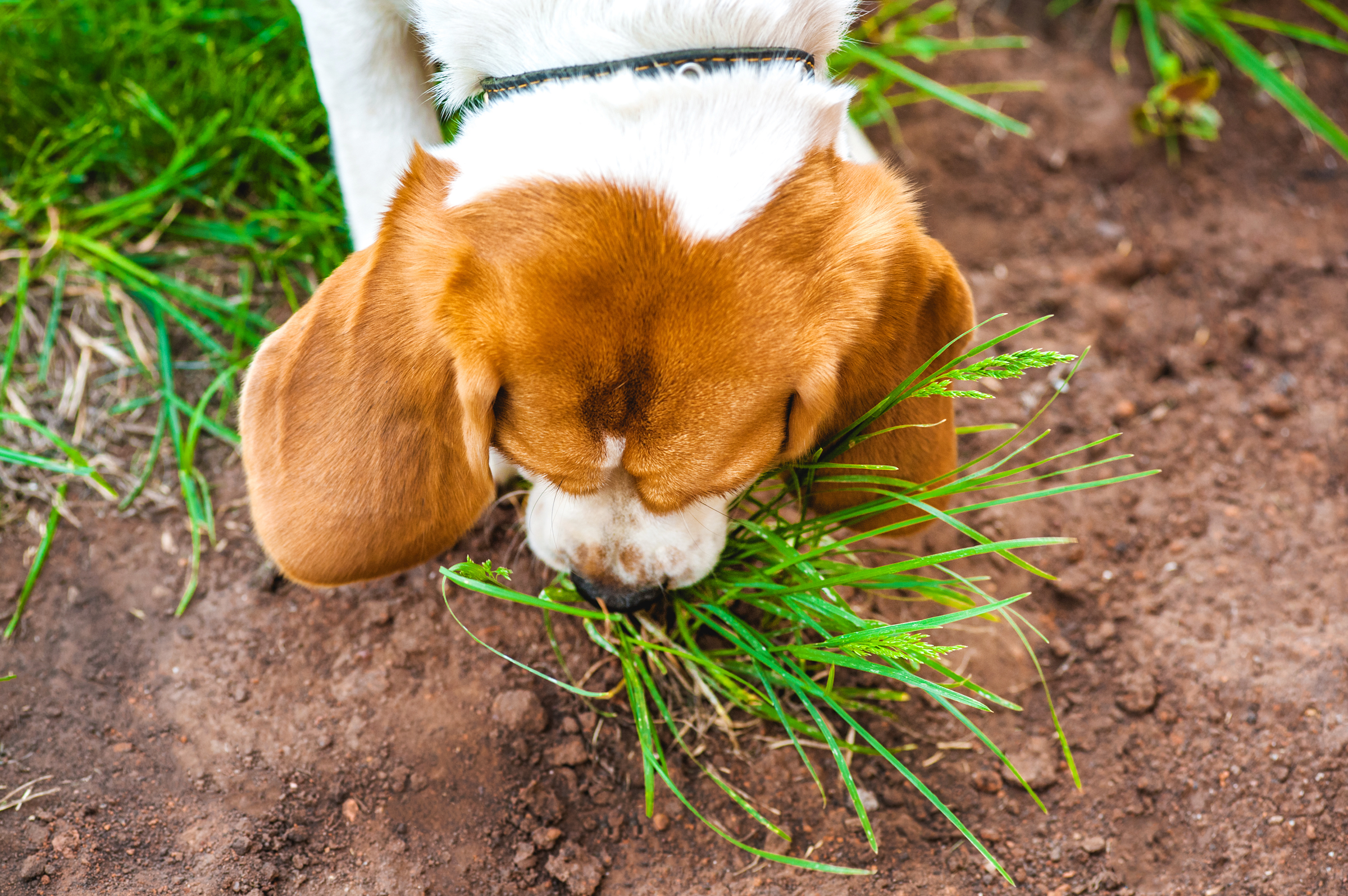 Why More Vets Are Recommending Probiotics for Dogs