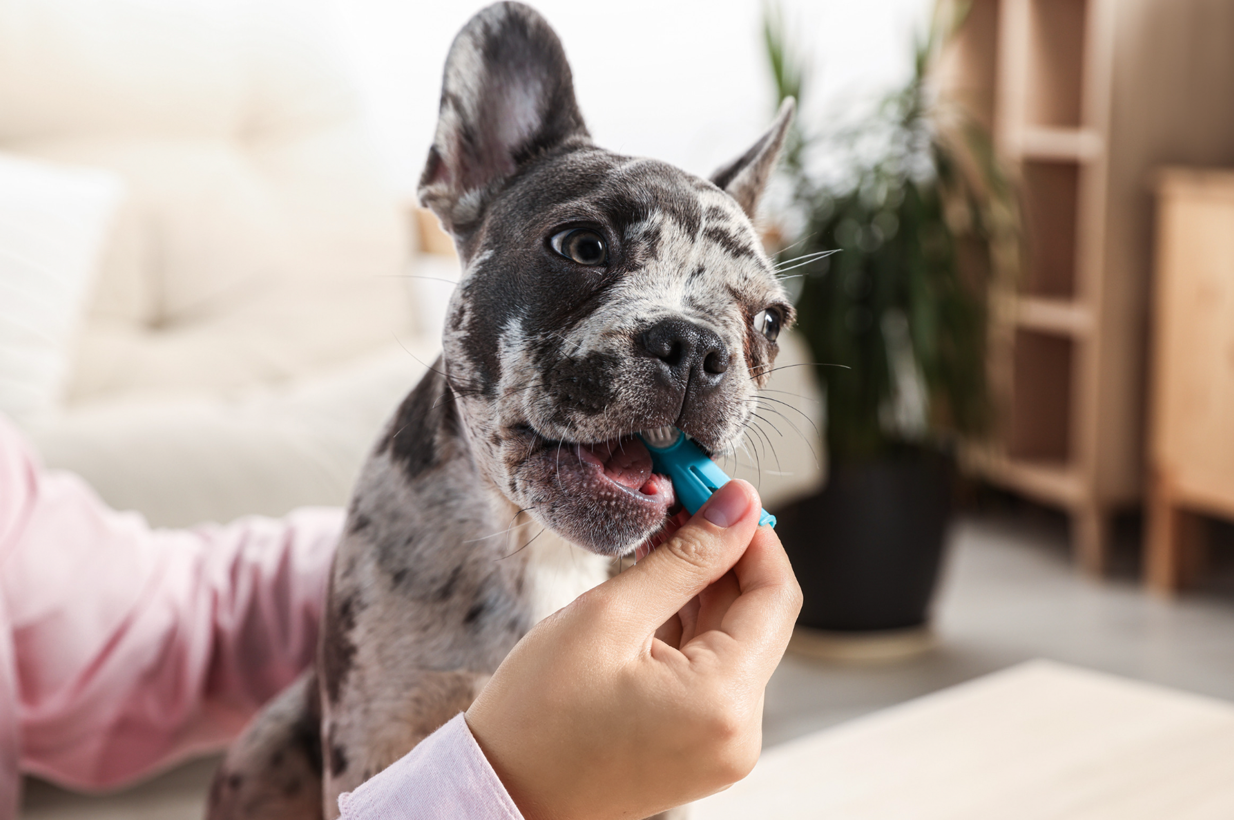 Does Your Cat or Dog Have Gum Disease? Signs To Watch For