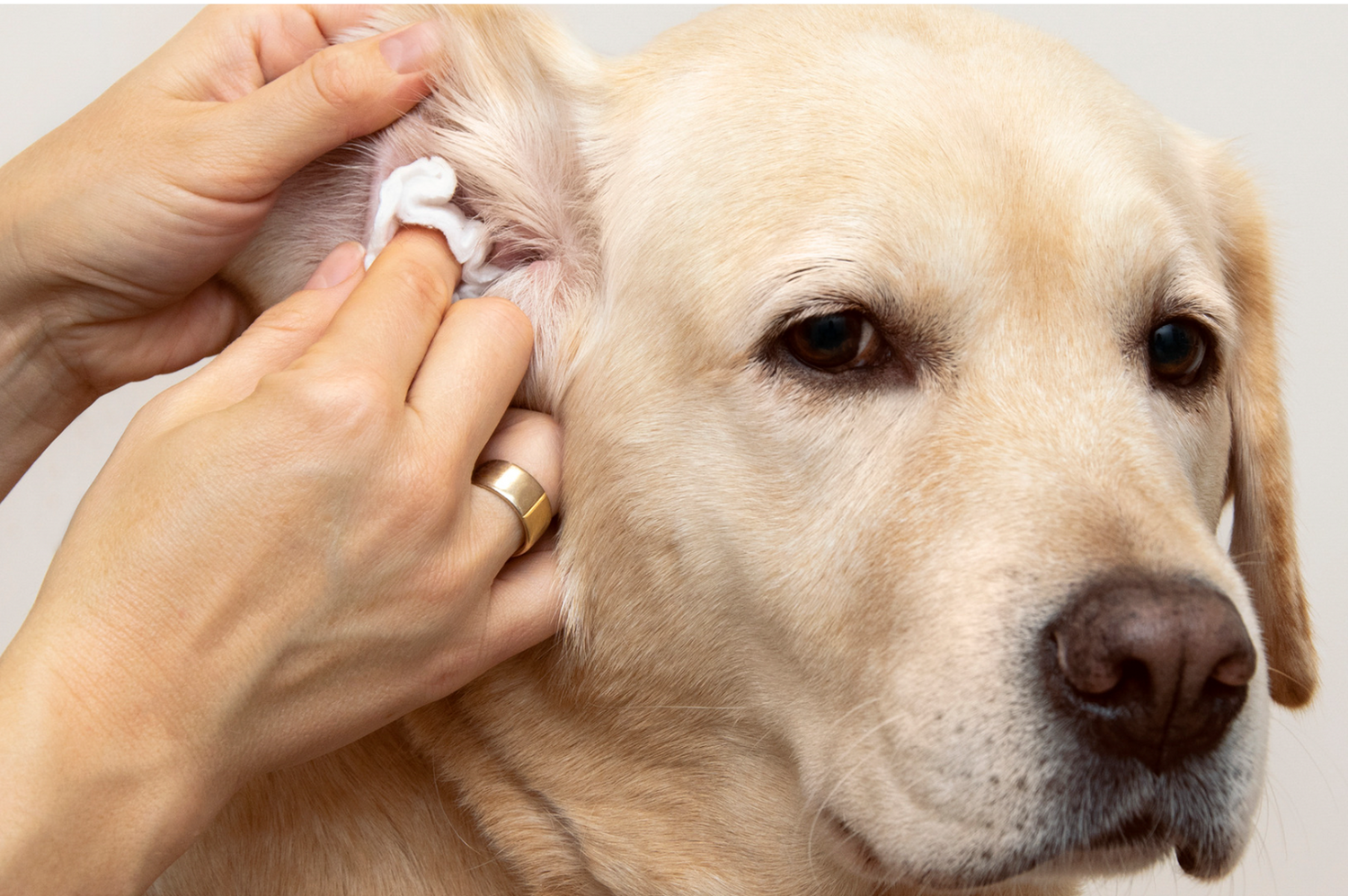 Aloe Vera: Nature's Soothing Agent for Pets