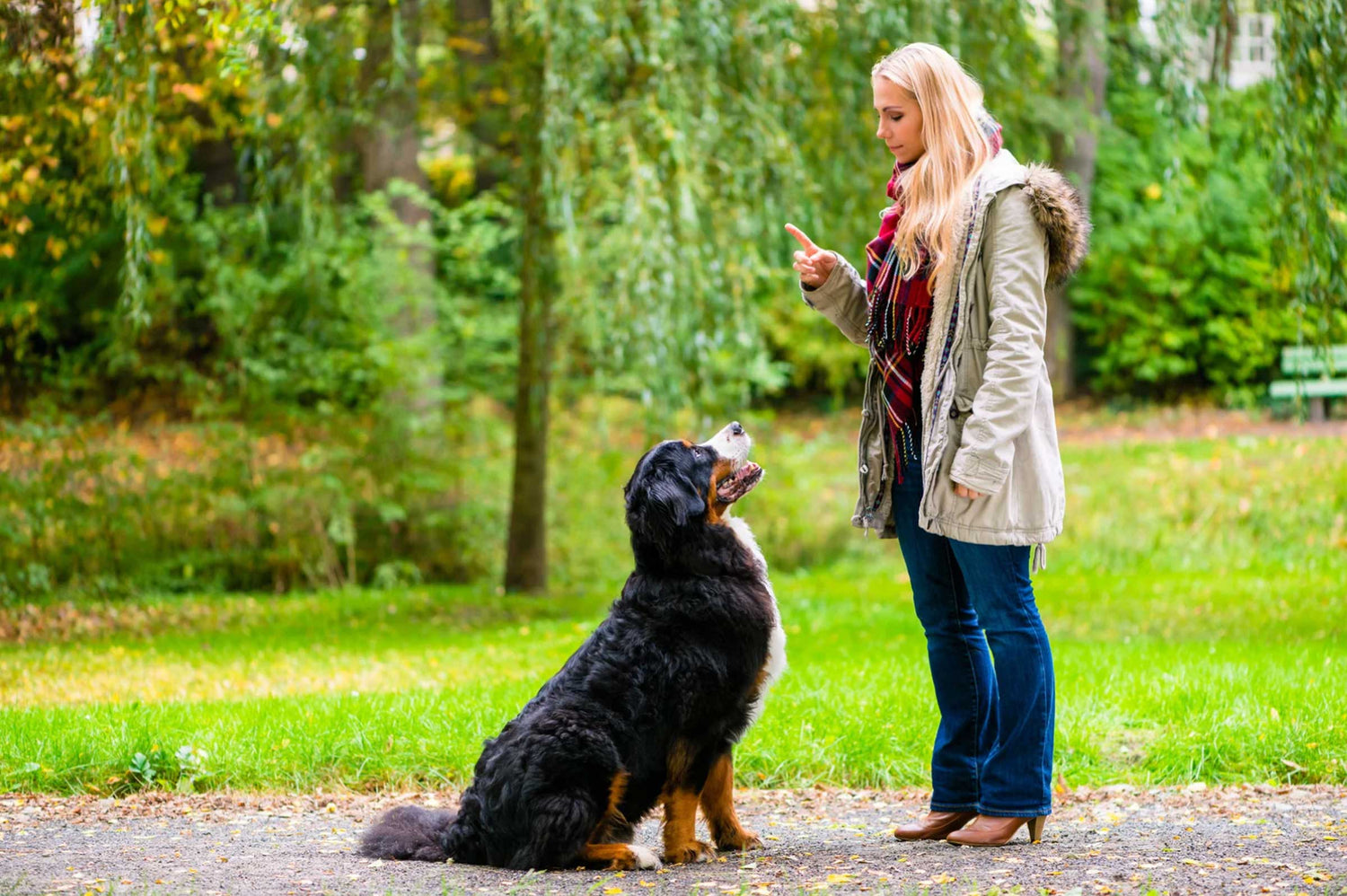 Natural Calming Aids for Dog Training Success