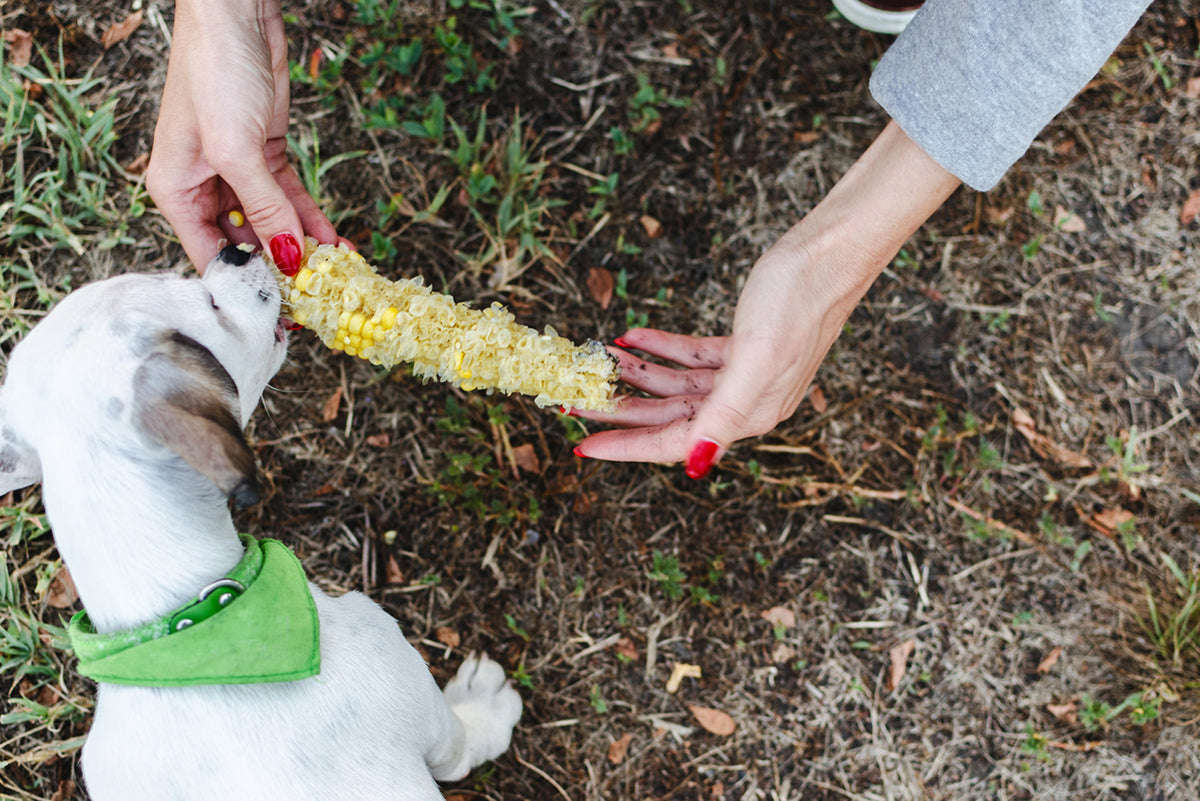 Can Dogs Eat Corn Cobs? Steps to Take Next