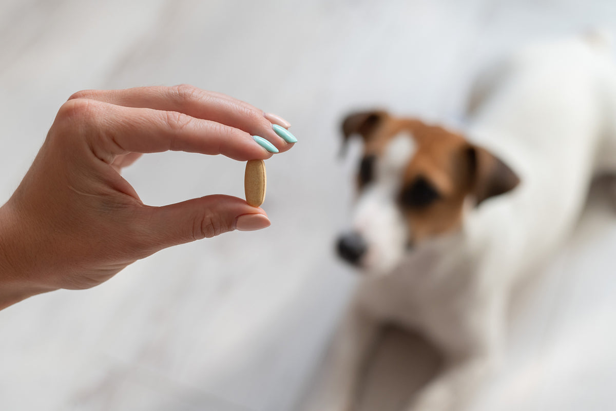Choosing The Best Hip and Joint Supplement for Dogs