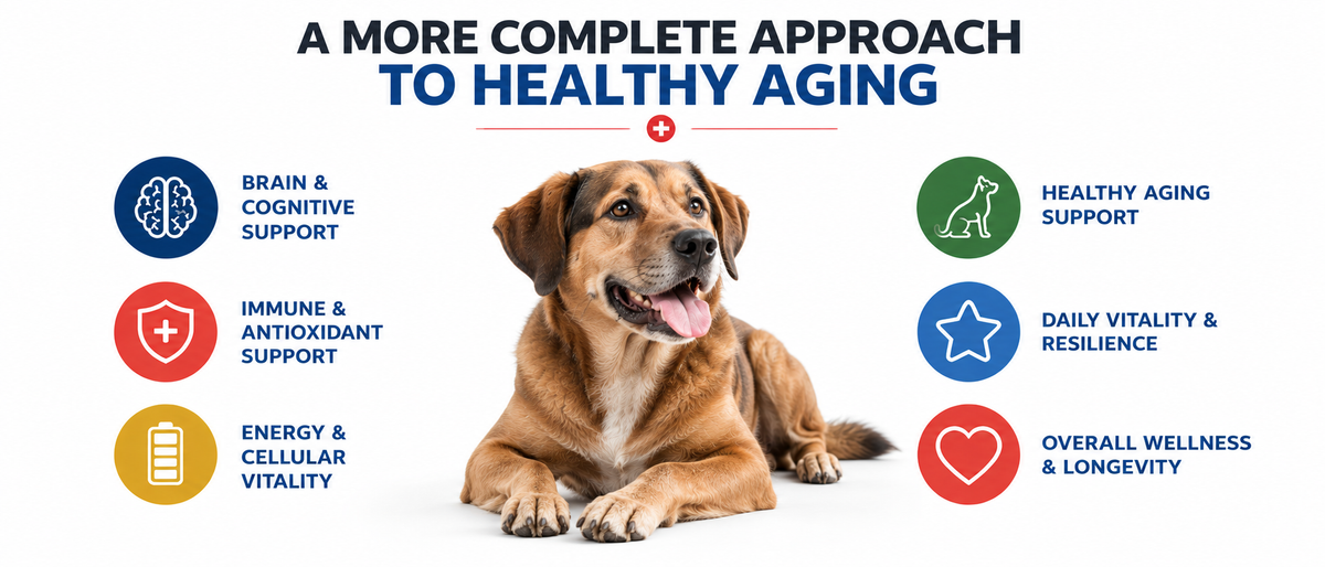 A more complete approach to healthy aging: brain and cognitive support, immune and antioxidant support, energy and cellular vitality, healthy aging support, daily vitality and resilience, overall wellness and longevity.