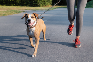 What Dog Breeds Are Most Vulnerable to Arthritis?