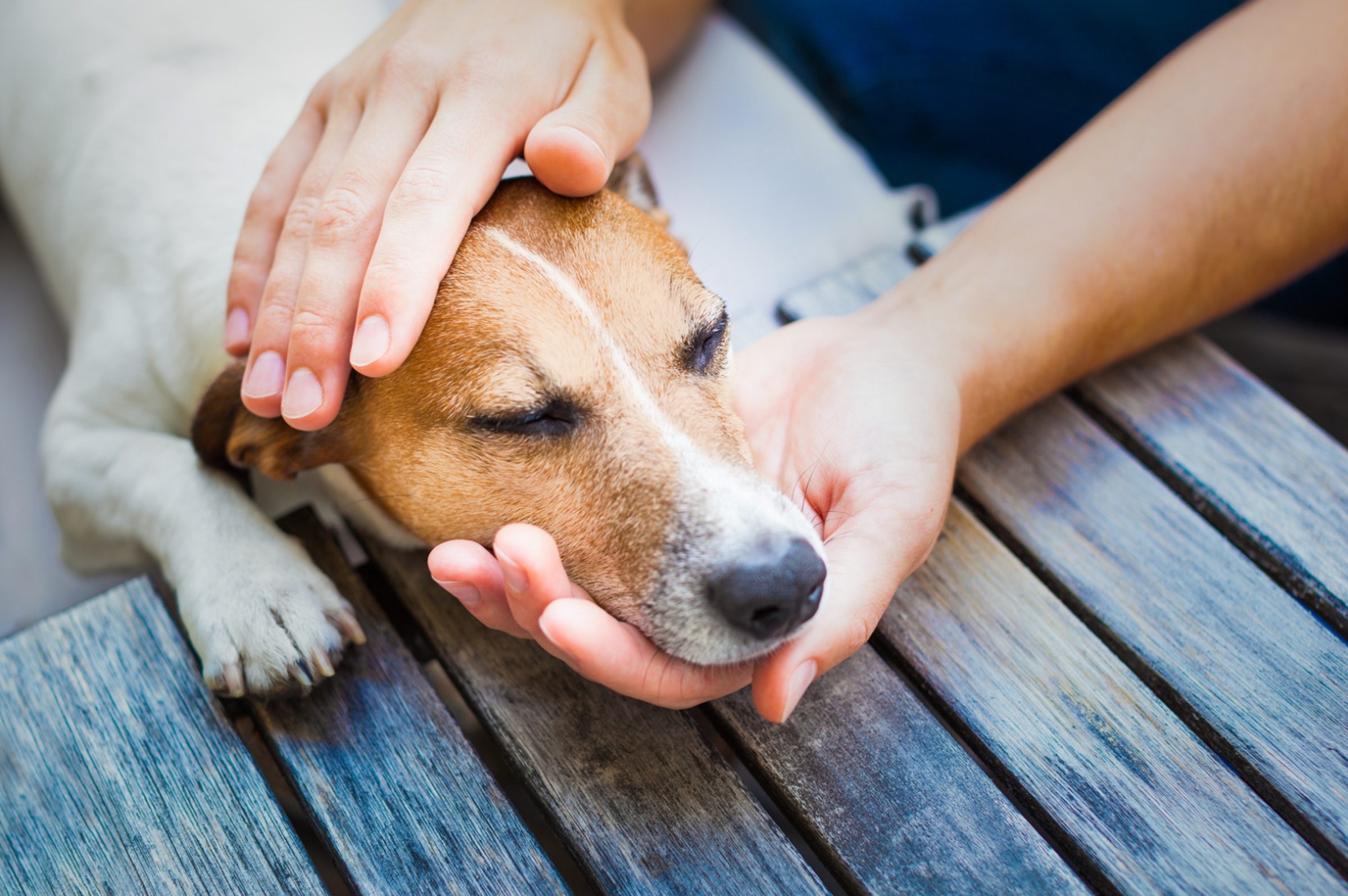 Is Your Dog in Pain? It Could Be Arthritis