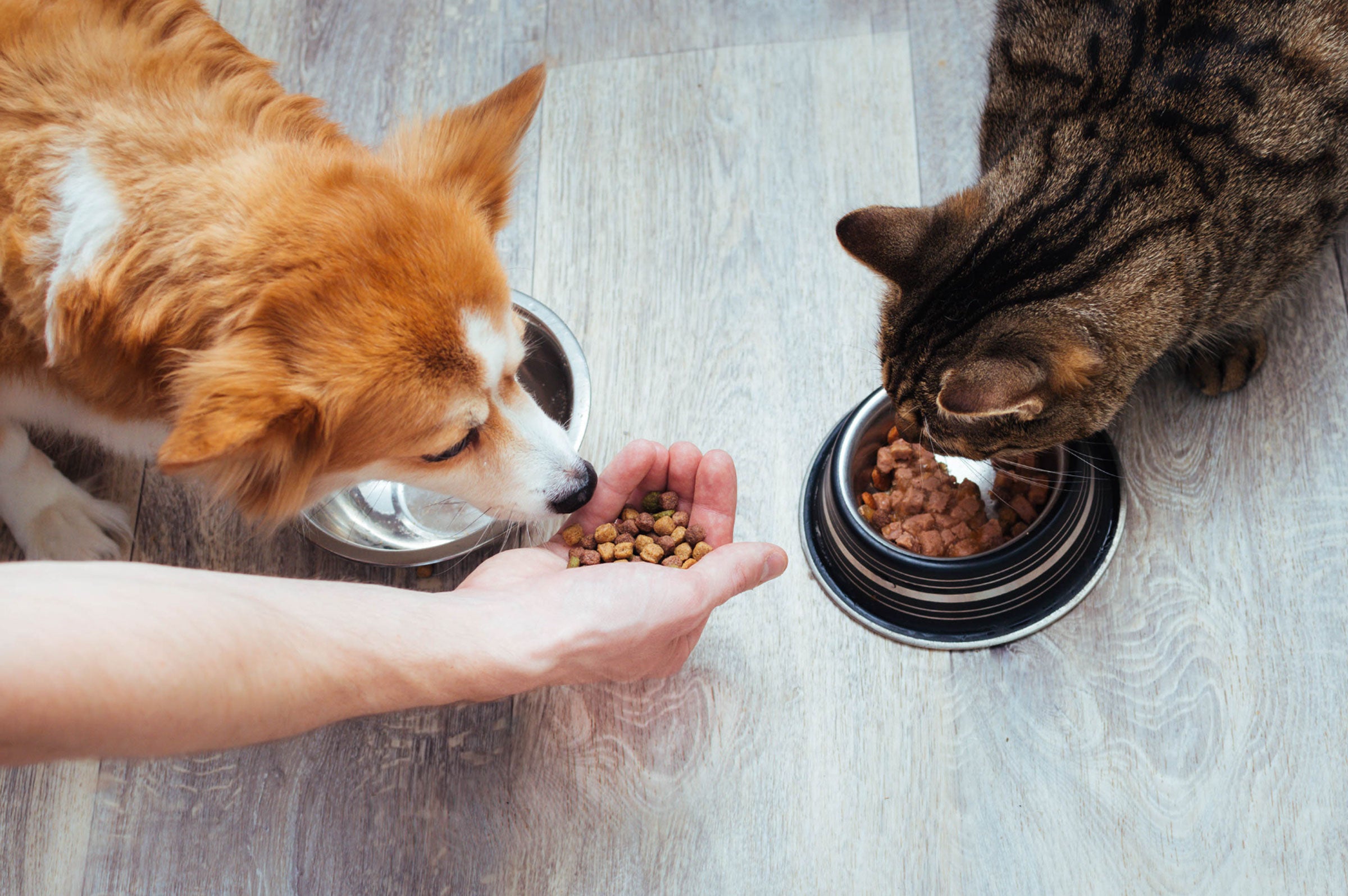 The Paw-sitive Effects of Probiotics for Pets