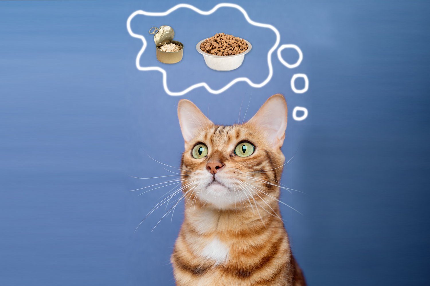 Probiotic Power: Enhancing Your Cat's Digestive Health