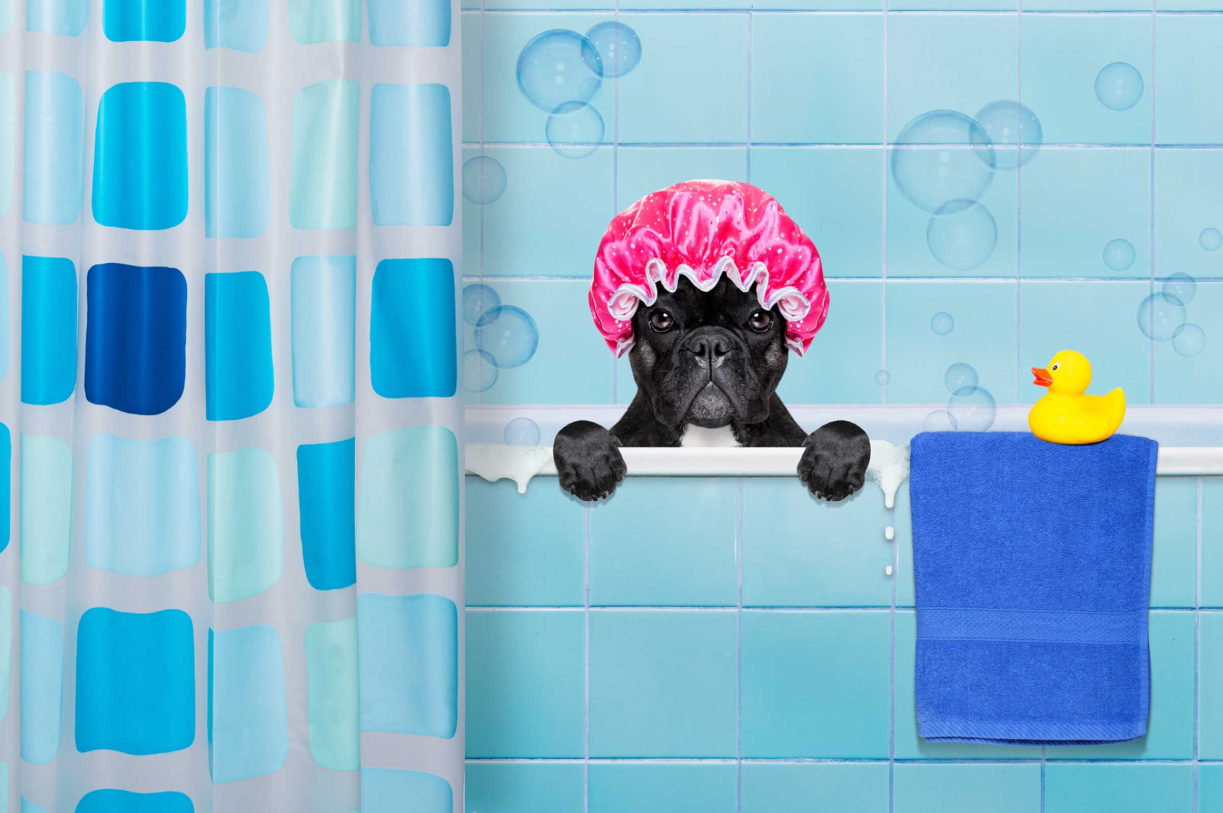 Can You Use Human Shampoo on Dogs? Why Dog Shampoo Is Essential