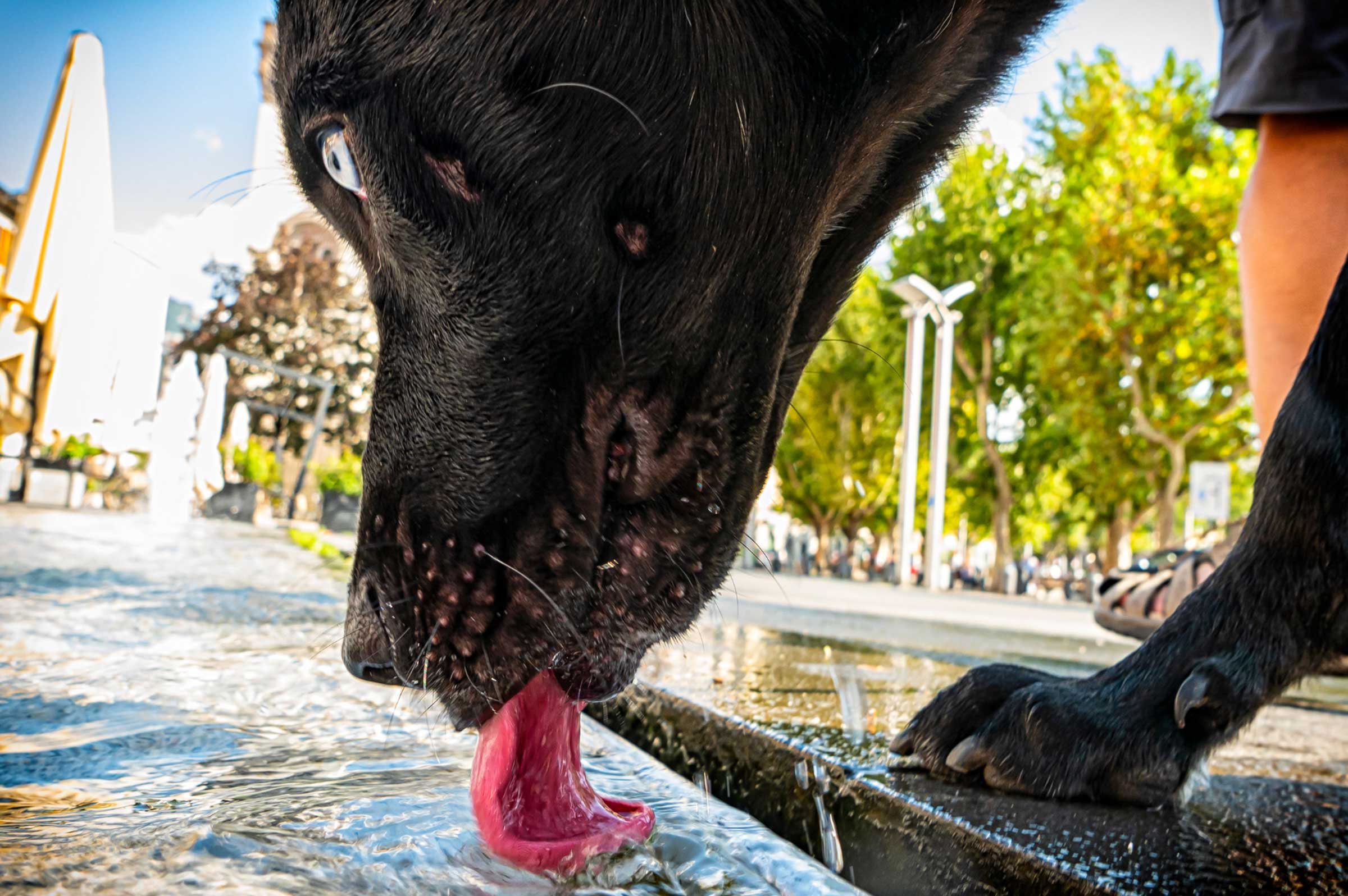 How Much Water Does Your Dog Need Daily? Expert Guidelines