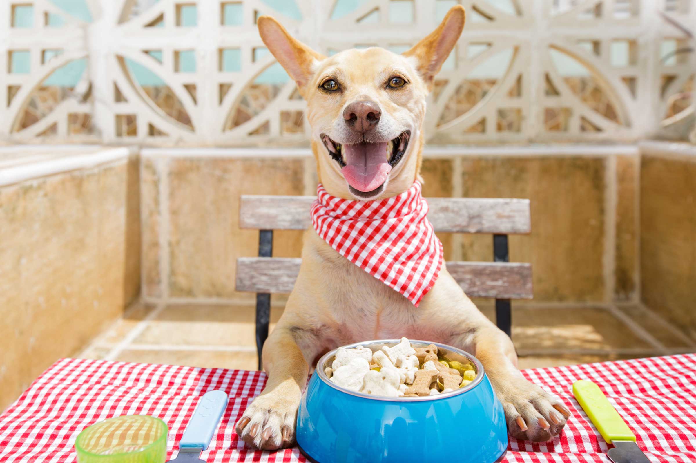 Emergency Guide Dog Ate Raw Chicken What Now