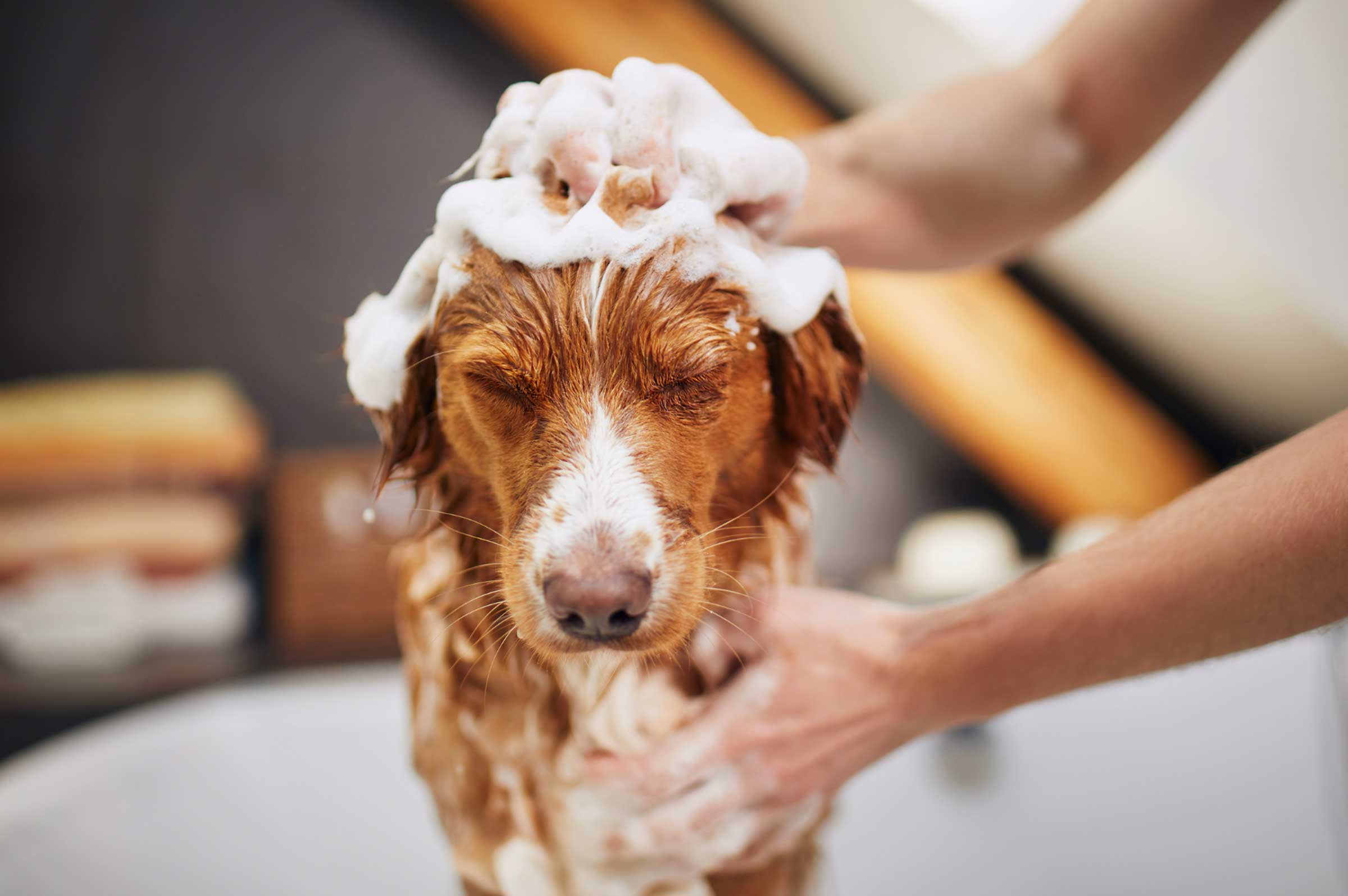 How Often Should You Groom Your Dog? Tips for Every Coat Type