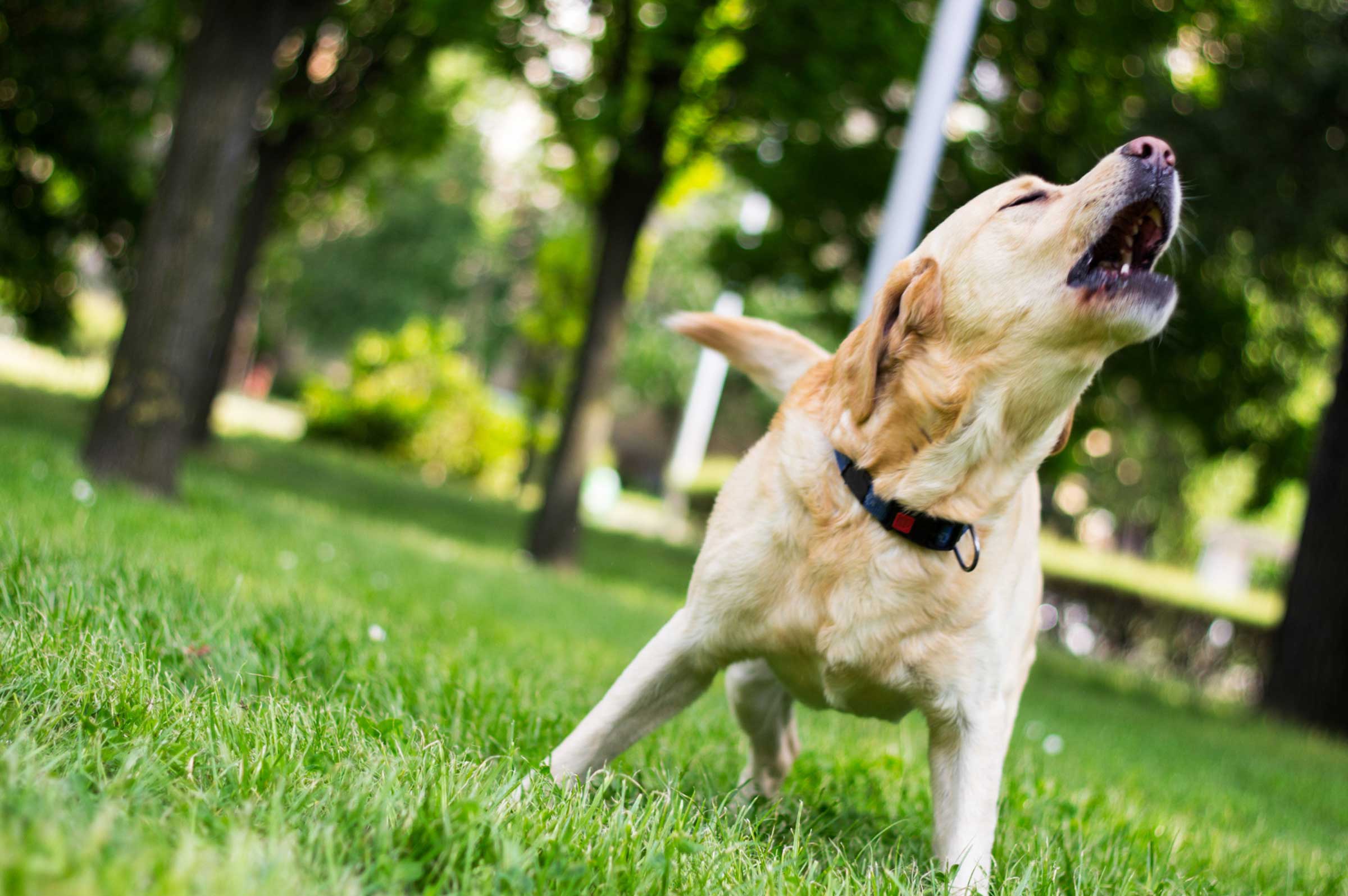 Bark Less, Wag More: Taming Your Pup's Noisy Habit