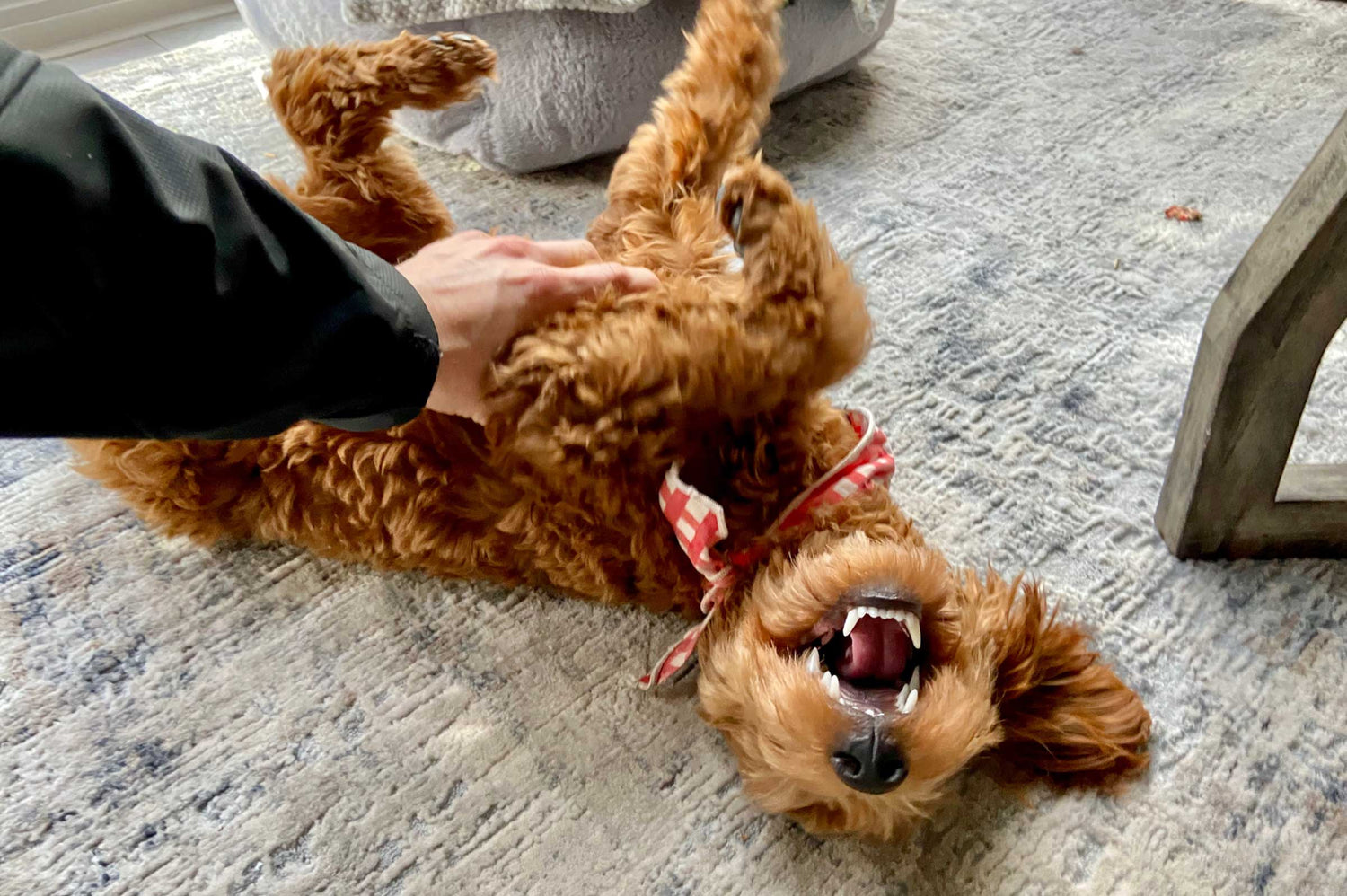 Is Your Puppy’s Tummy Happy? Why Both Probiotics and Prebiotics Matter