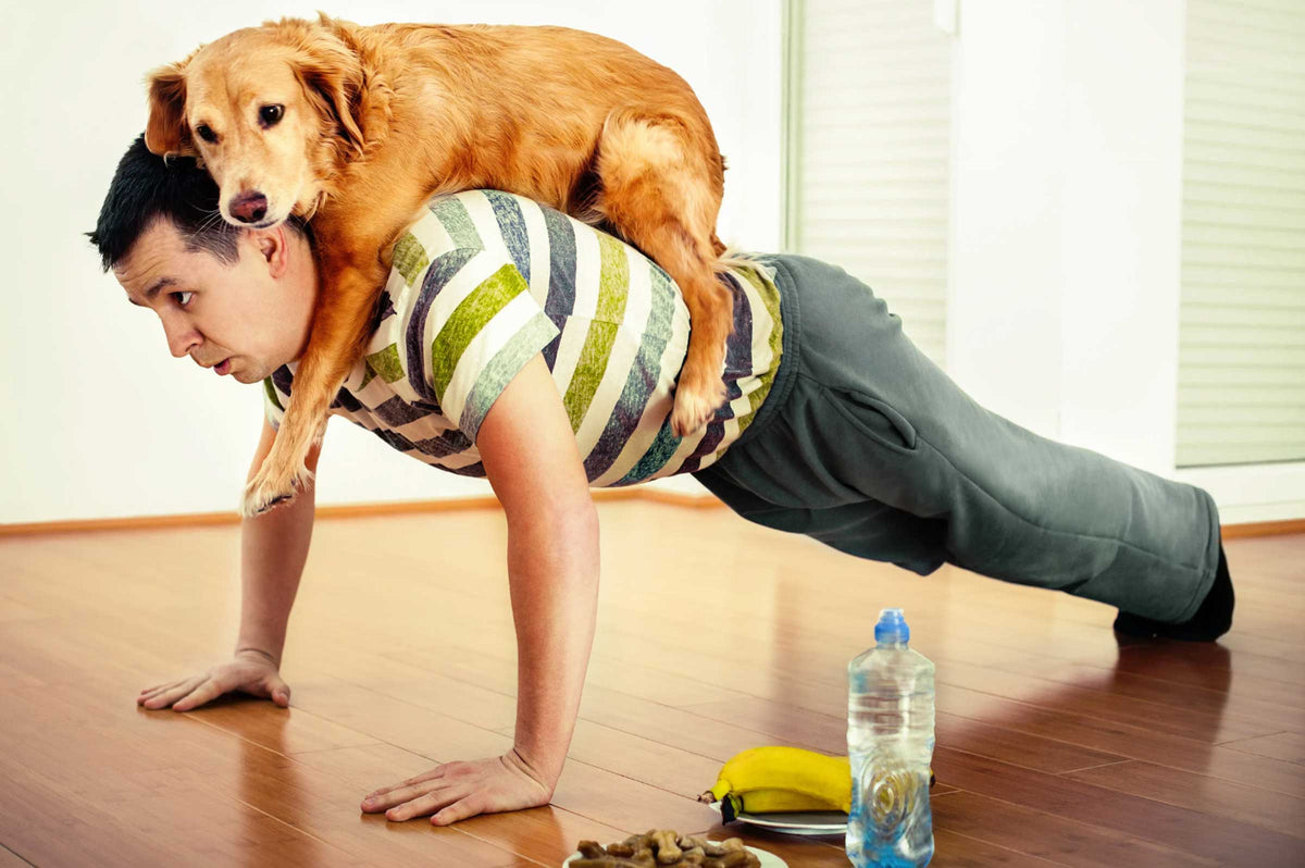 Dogs Exeercise Understanding Your Dog's Exercise Needs by Breed