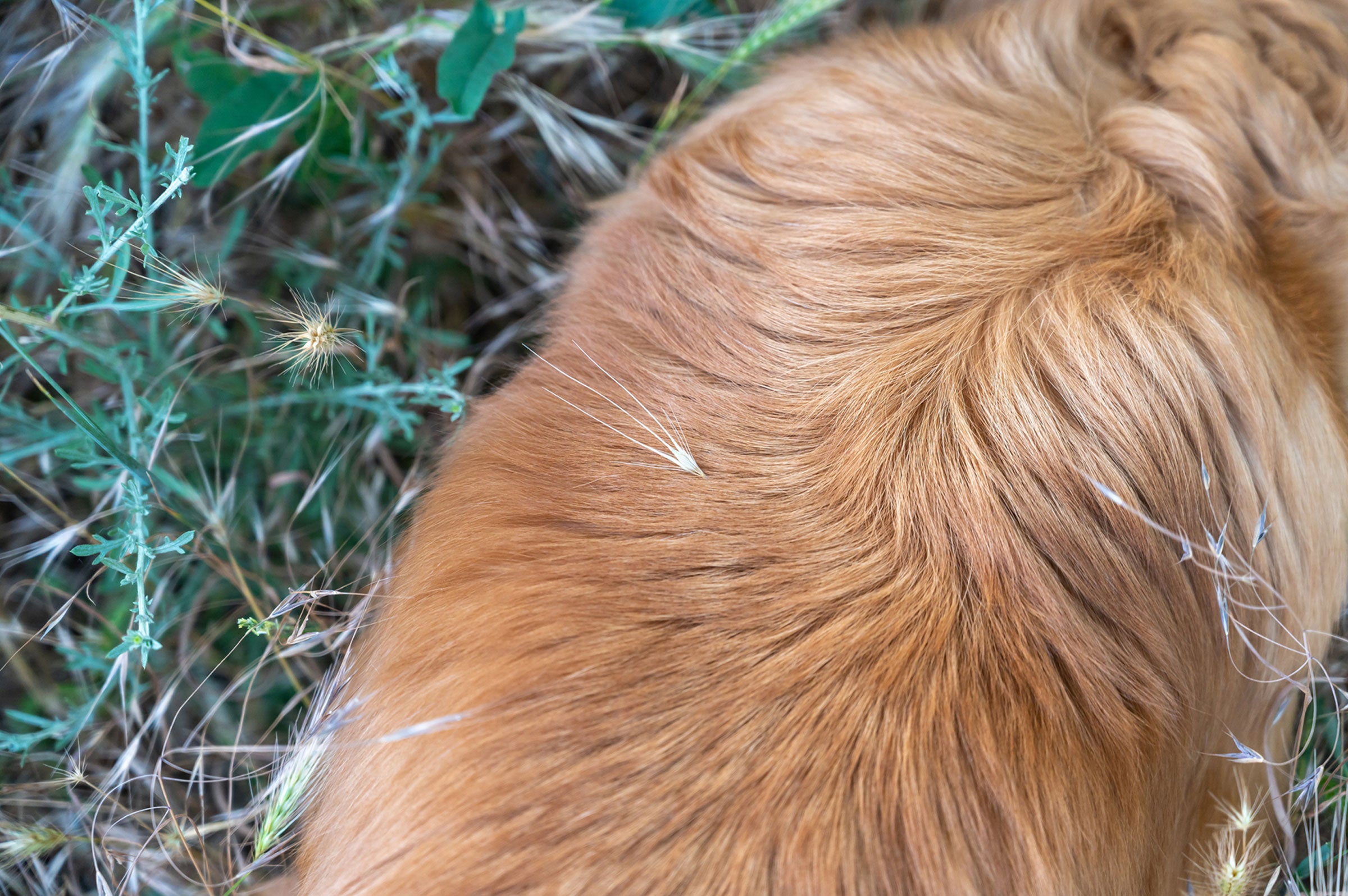 Beware of Foxtails: Summer Hazards for Your Furry Friends