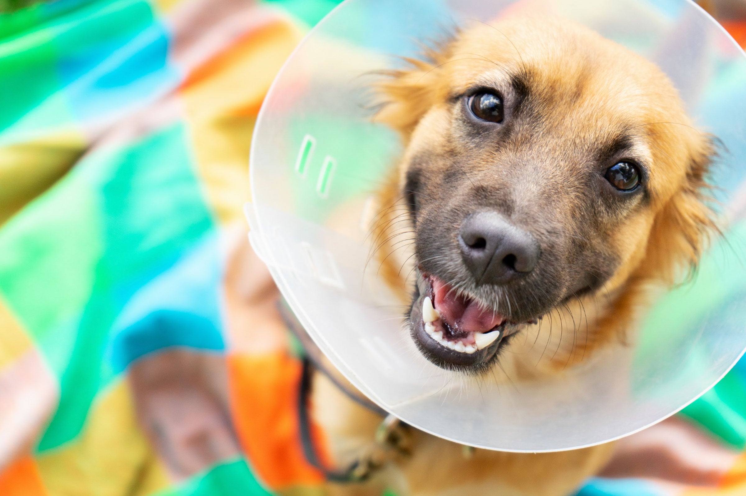Timing is Everything: When to Spay or Neuter Your Dog